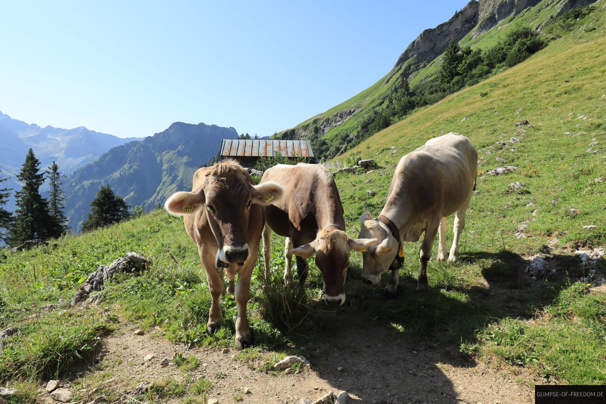 Weiden mit Kuehen beim Engeratsgundsee scaled Weiden mit Kühen beim Engeratsgundsee
