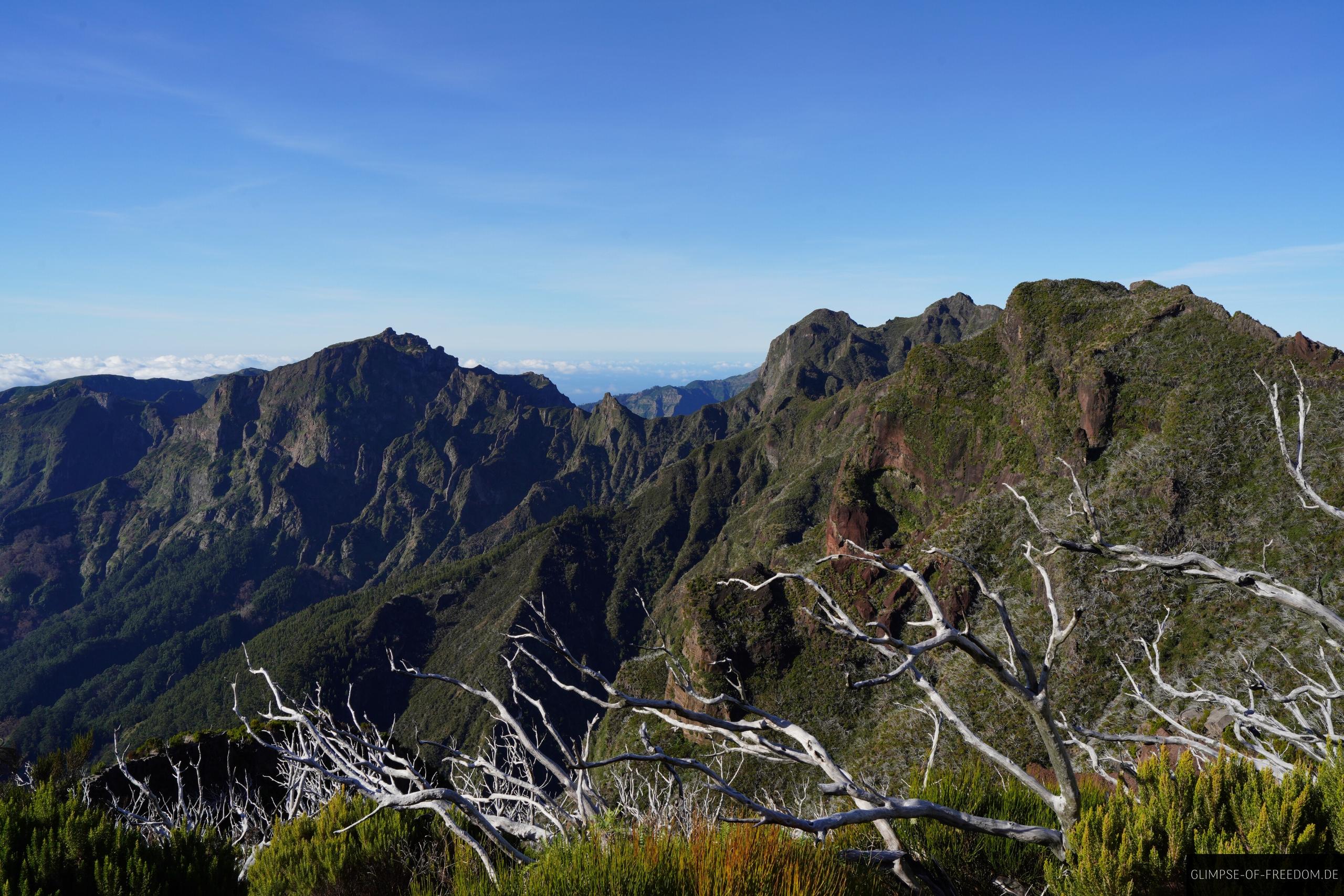 Weisse Baeume auf der Pico do Jorge Wanderung Weiße Bäume auf der Pico do Jorge Wanderung