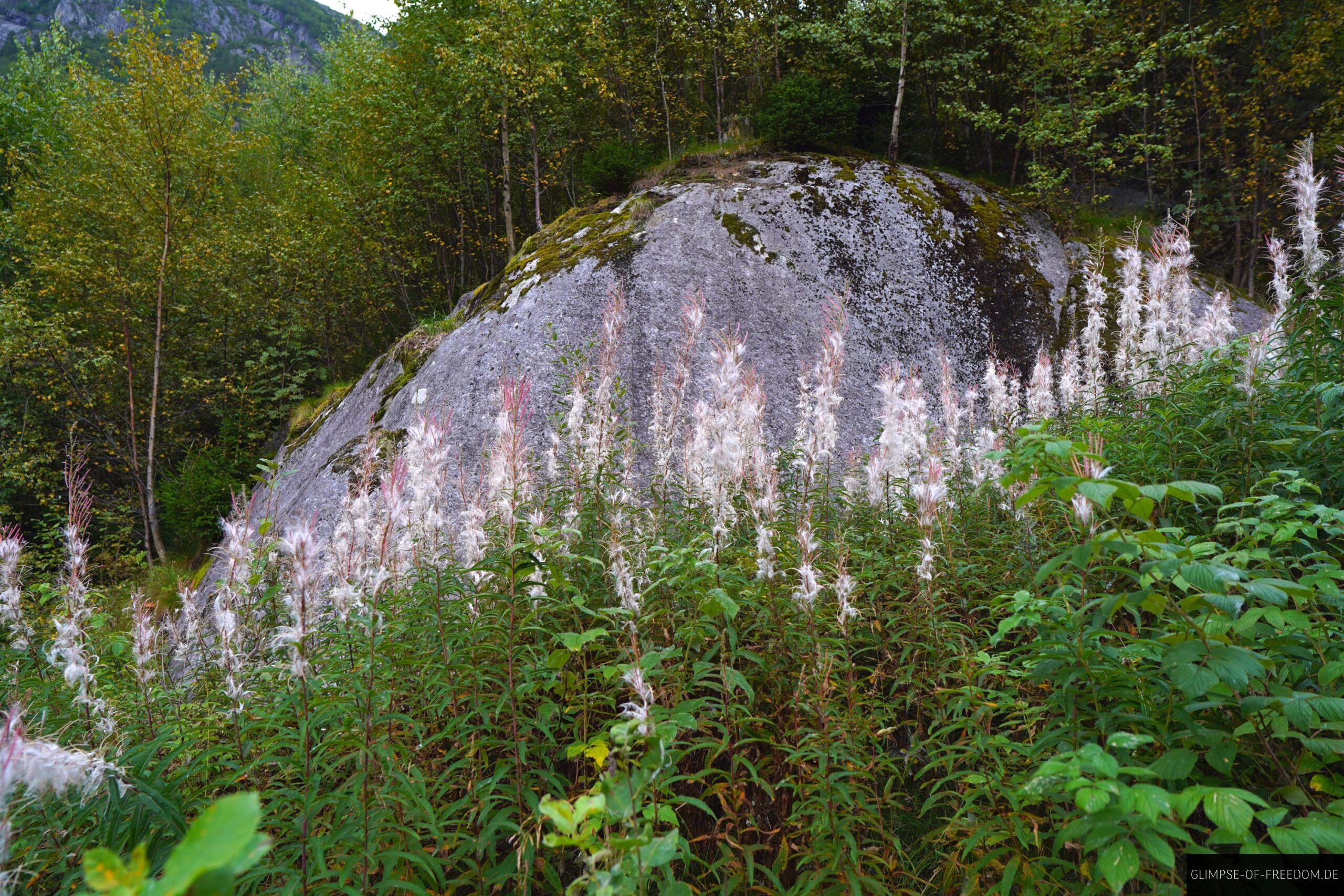 Weisse Blueten scaled Weiße Blüten