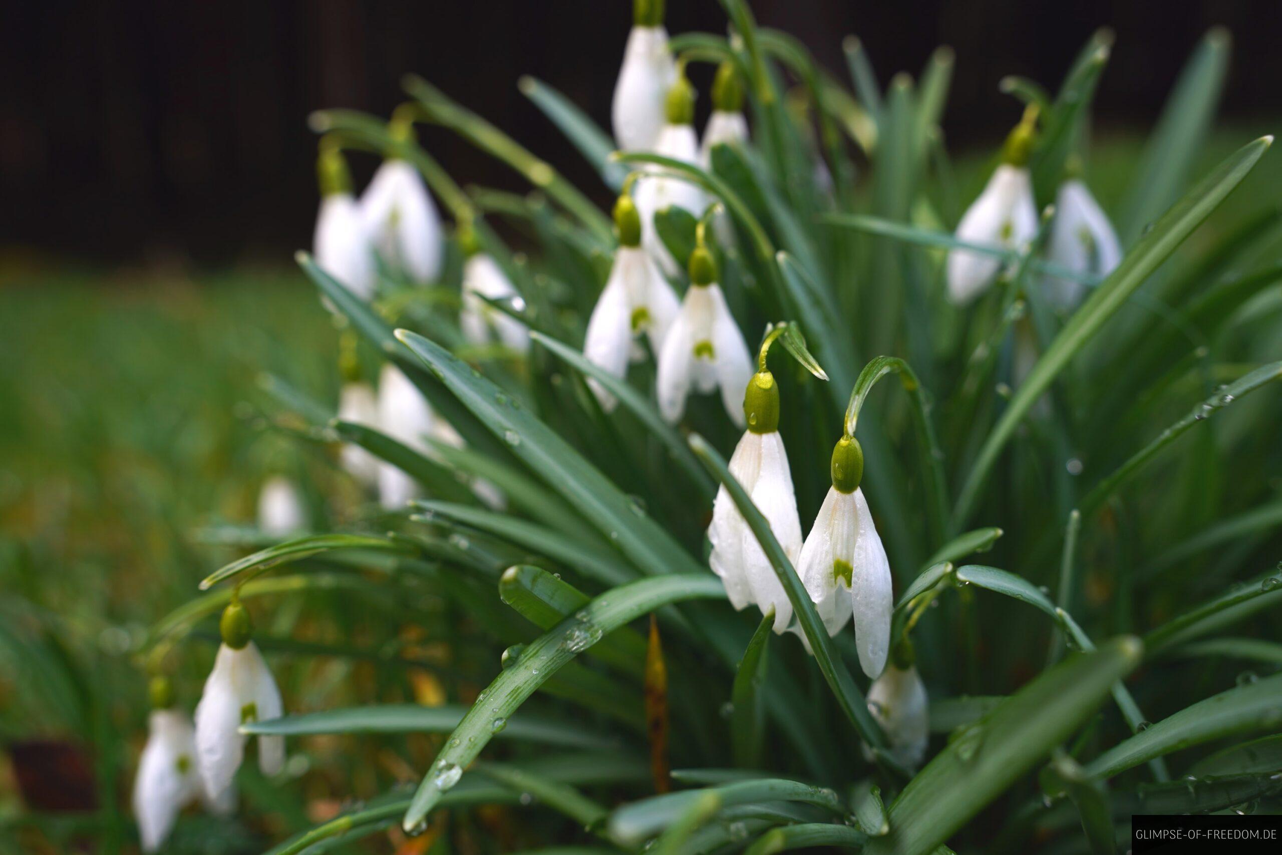 Weisse Blumen am Wegrand in der Schlucht scaled Weiße Blumen am Wegrand in der Schlucht
