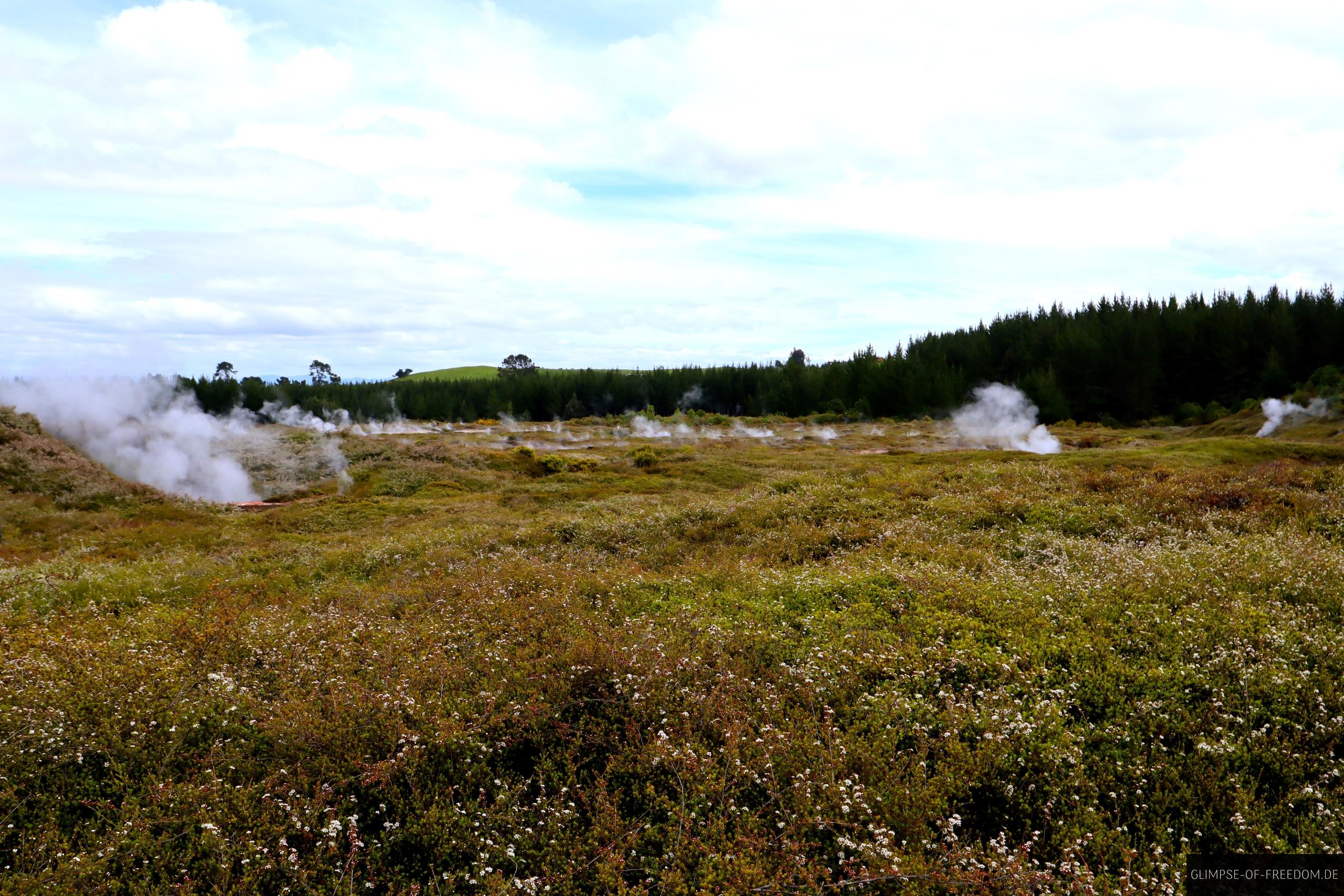 Weisse Blumen bei den Craters of the Moon Weiße Blumen bei den Craters of the Moon