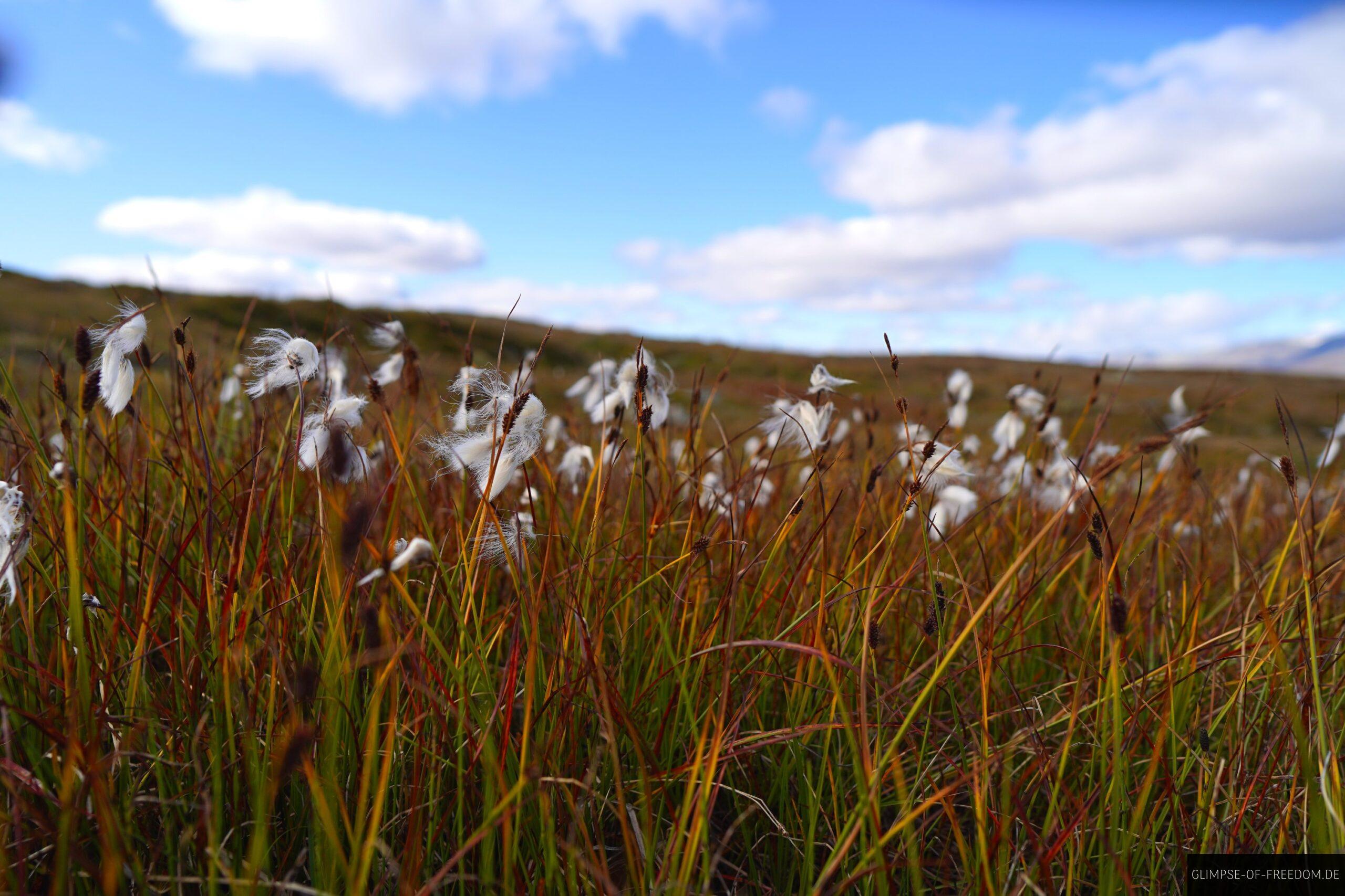 Weisse Blumen in der schroffen Landschaft scaled Weiße Blumen in der schroffen Landschaft