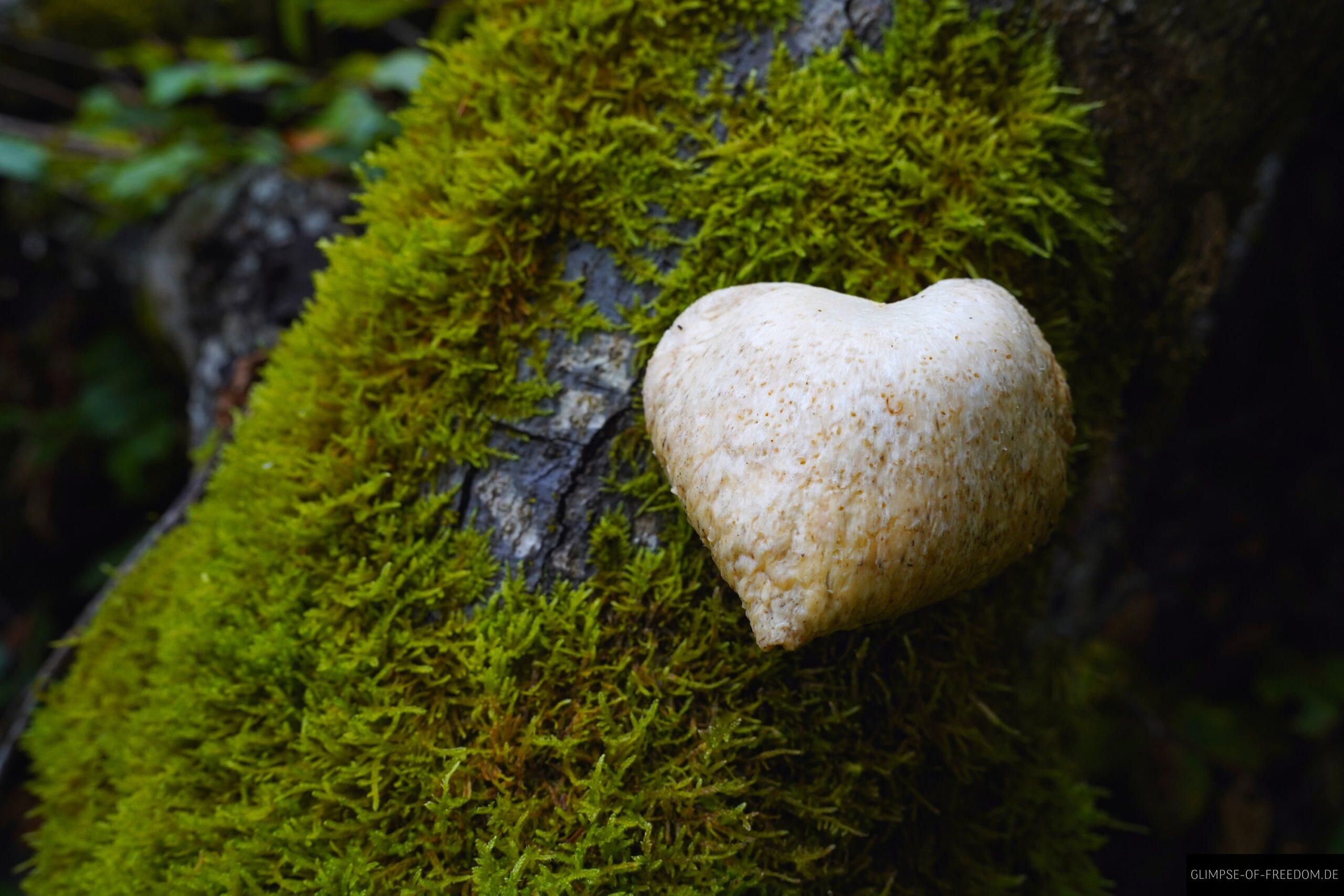 Weisser Pilz am Baum scaled Weißer Pilz am Baum