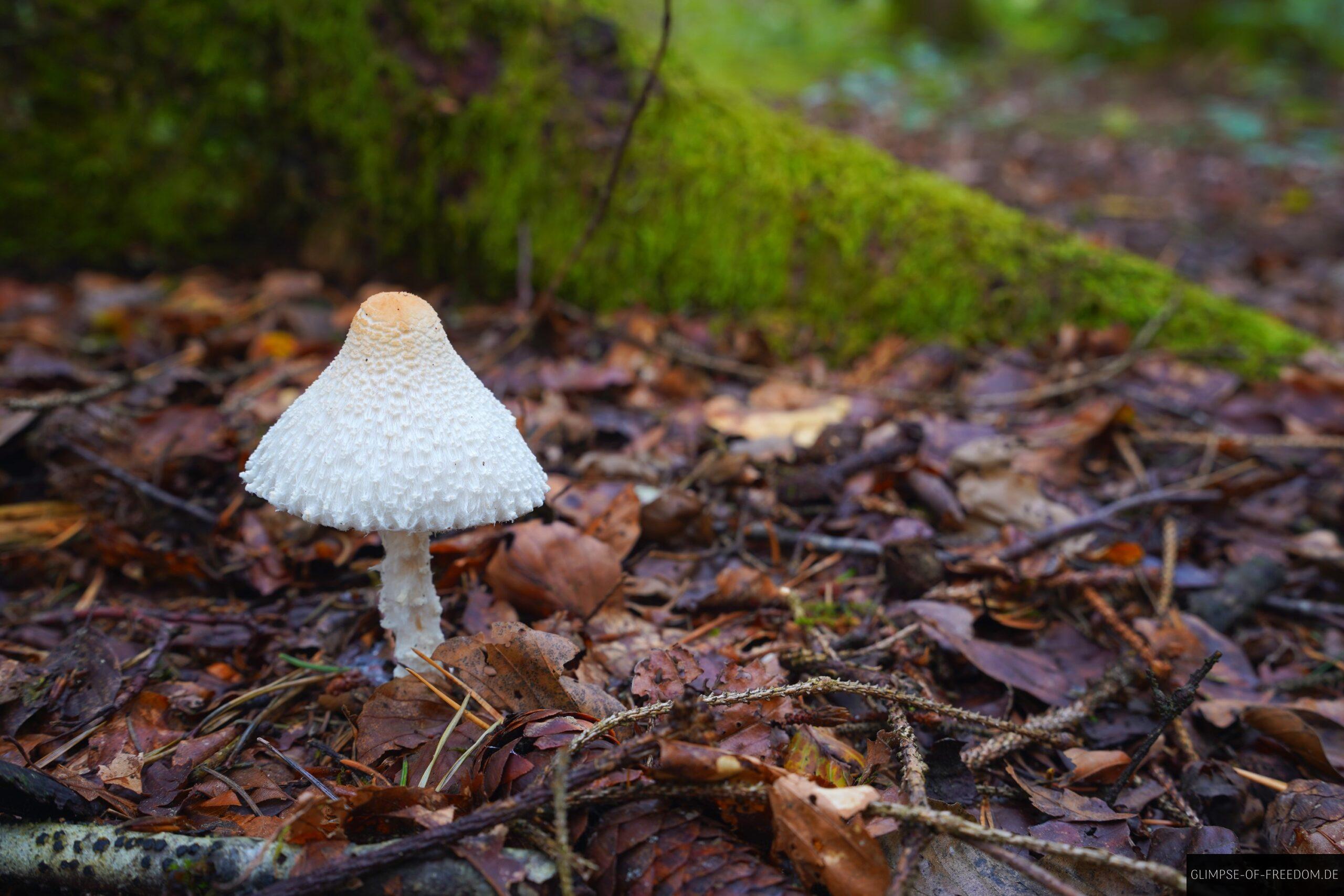 Weisser Pilz auf der Donau Felsengarten Rundtour scaled Weißer Pilz auf der Donau Felsengarten Rundtour