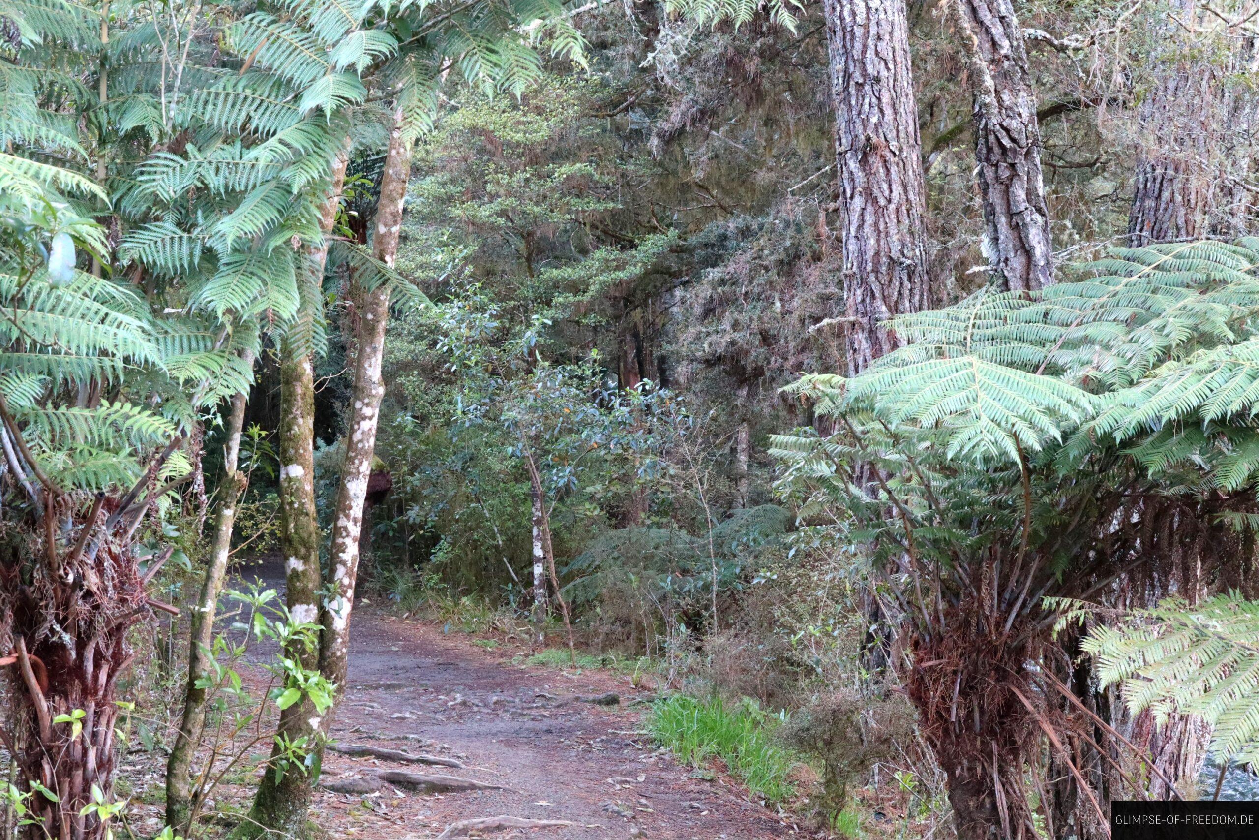 Whangarei Falls Waldweg scaled Whangarei Falls Waldweg