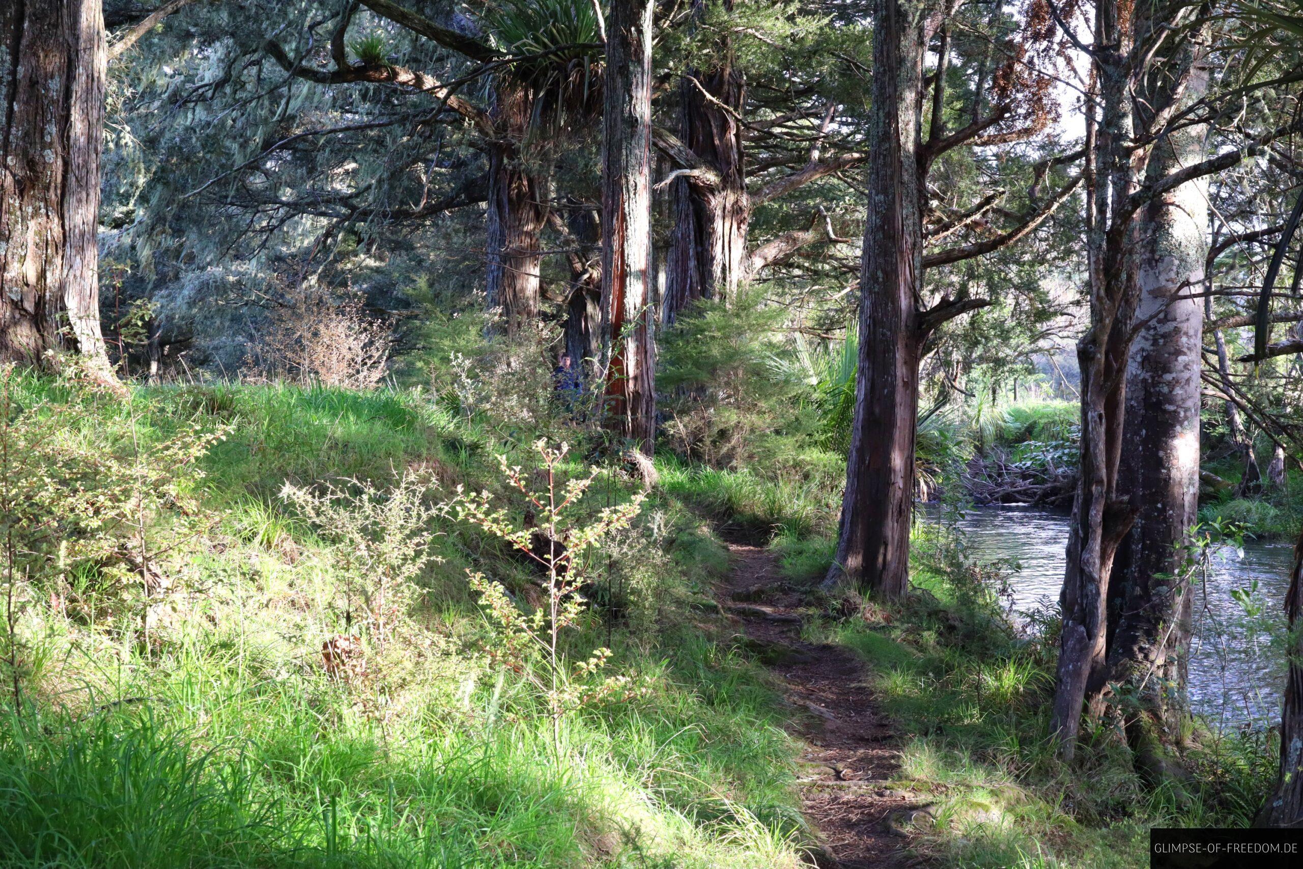 Whangarei Falls Wanderpfad scaled Whangarei Falls Wanderpfad