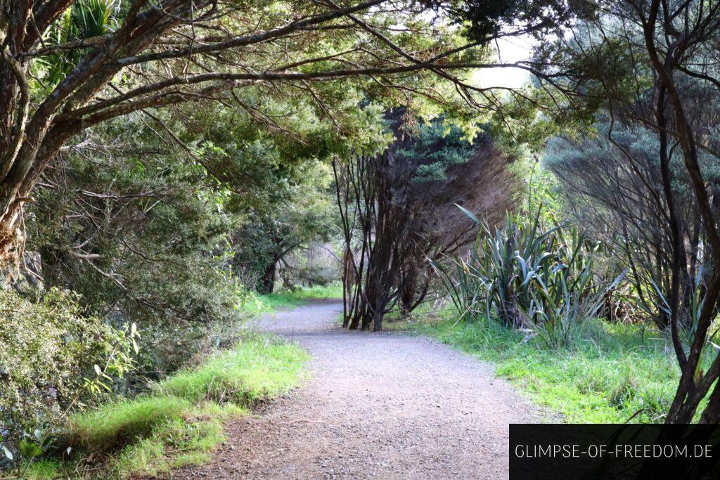 Whangarei Falls Wanderweg