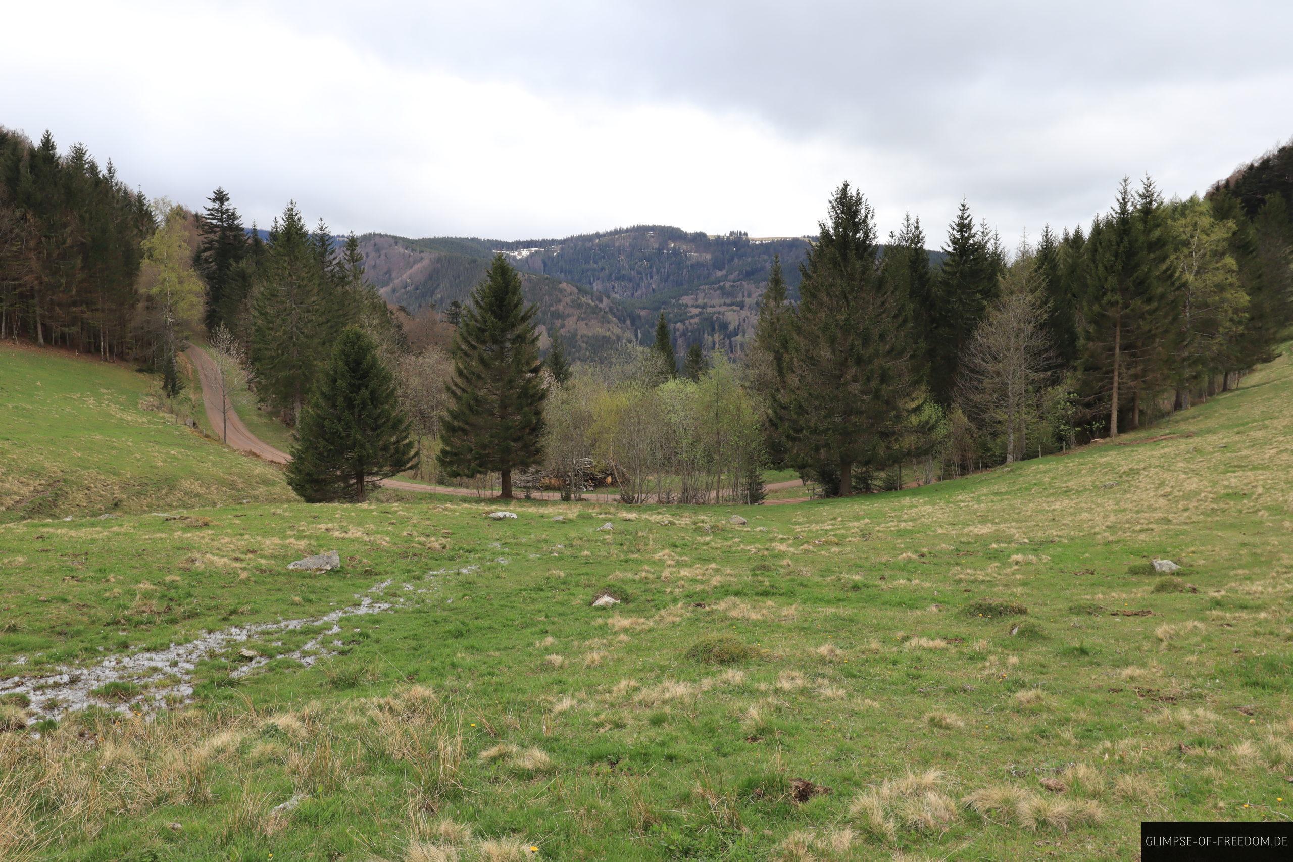 Wiesen am Hinterwaldkopf mit Ausblick scaled Wiesen am Hinterwaldkopf mit Ausblick