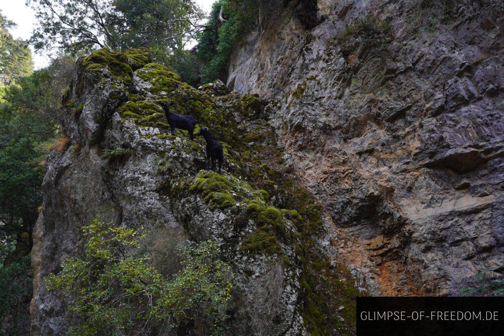 Wilde Bergziegen inder Imbros Schlucht