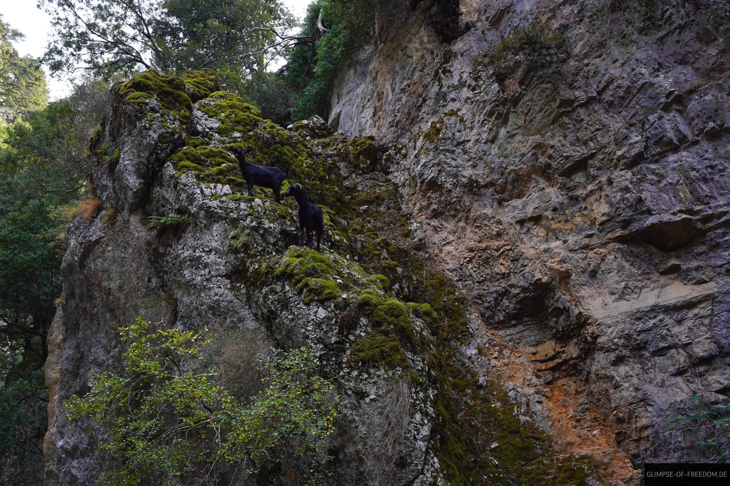 Wilde Bergziegen inder Imbros Schlucht scaled Wilde Bergziegen inder Imbros Schlucht