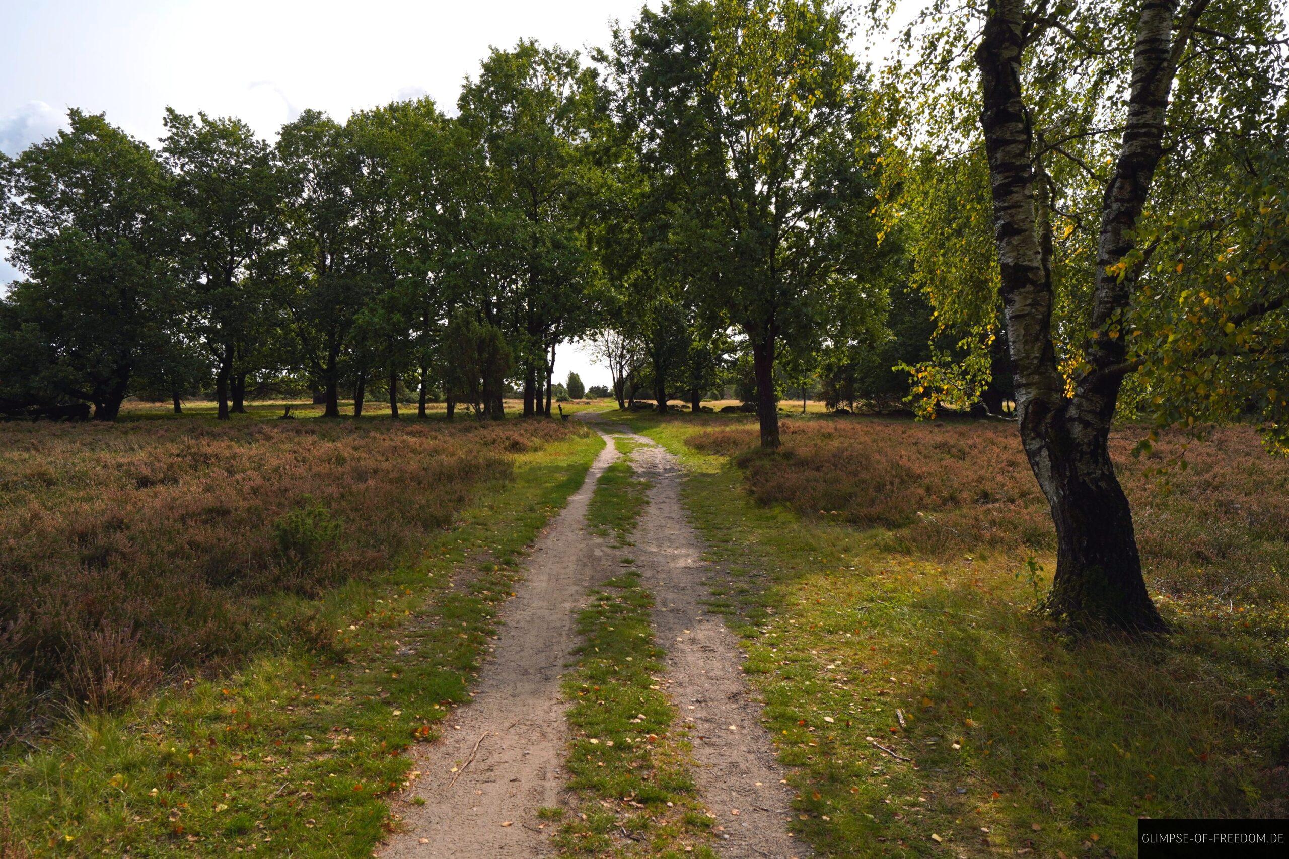 Wilseder Berg Wandern scaled Wilseder Berg Wandern