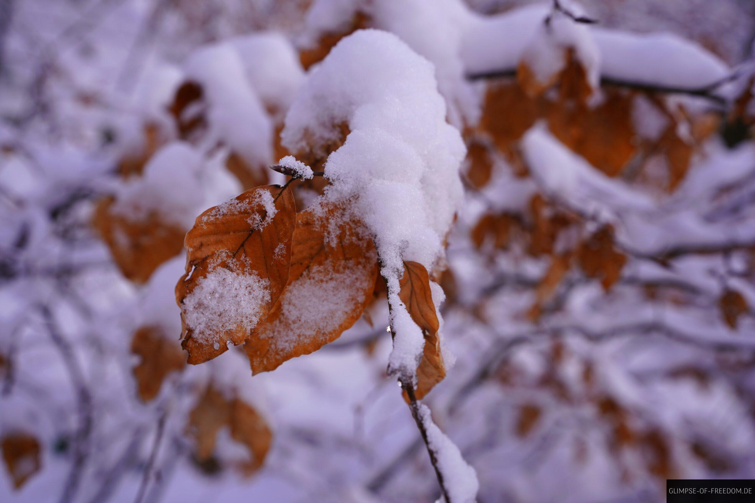 Winterliche Natur scaled Winterliche Natur