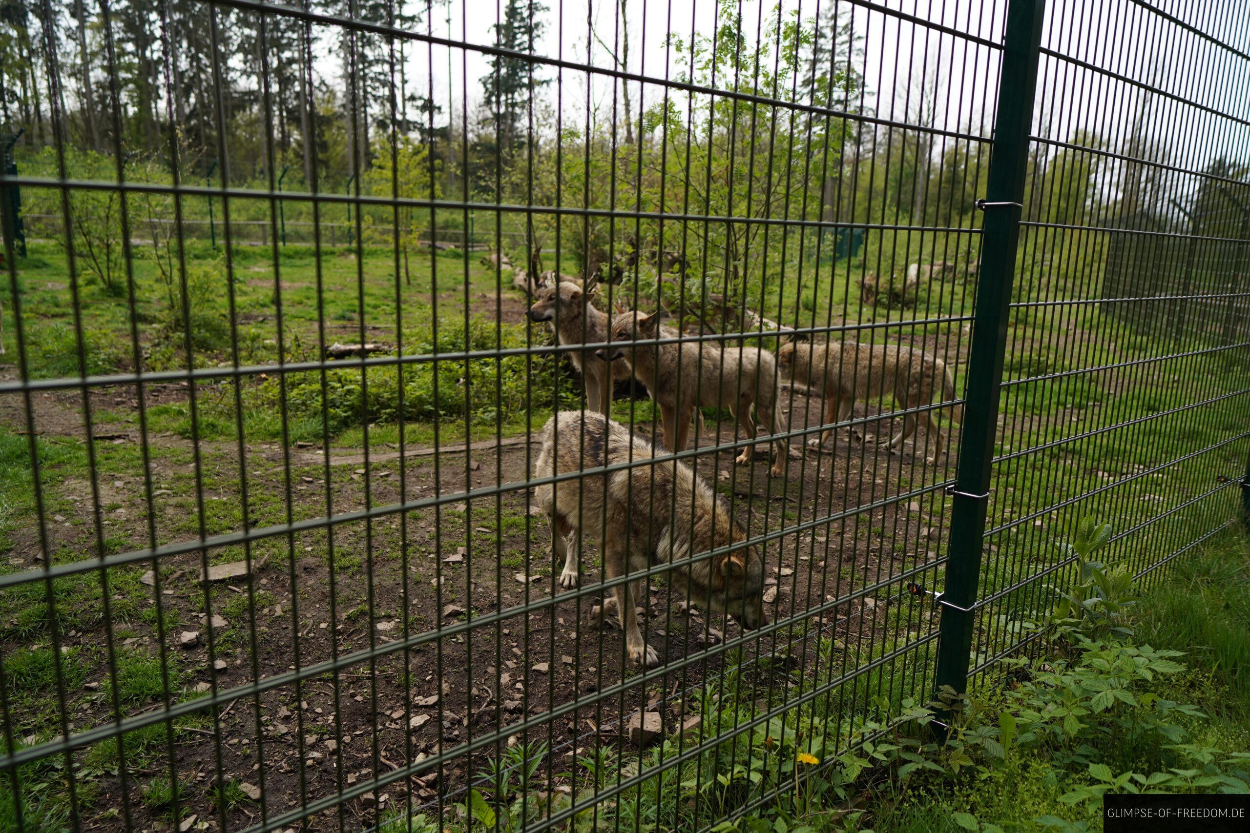 Wolfsrudel im Wildpark am Edersee scaled Wolfsrudel im Wildpark am Edersee