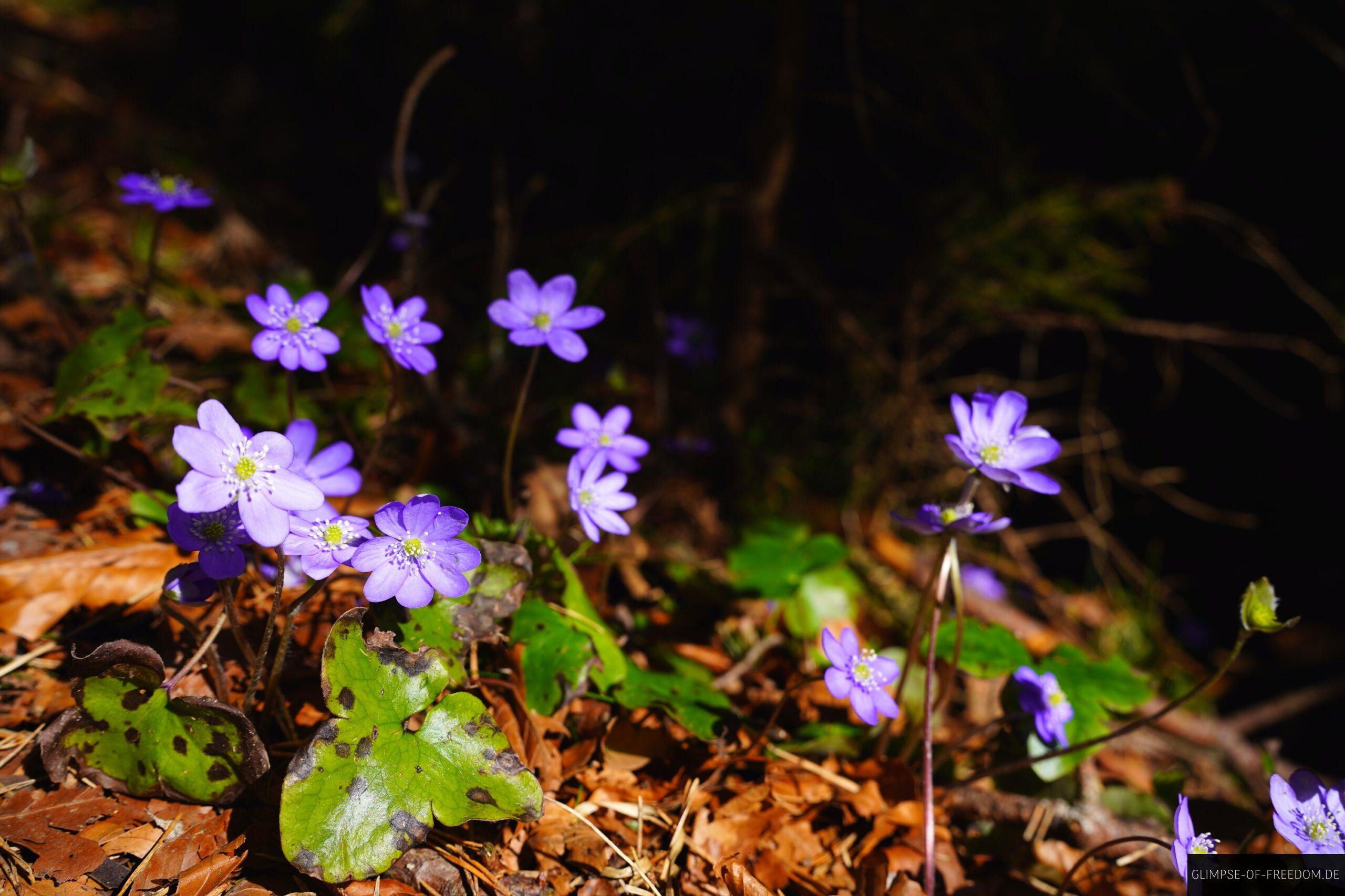 Wunderschoene Bergblumen auf der Krepelschrofen Wanderung scaled Wunderschöne Bergblumen auf der Krepelschrofen Wanderung