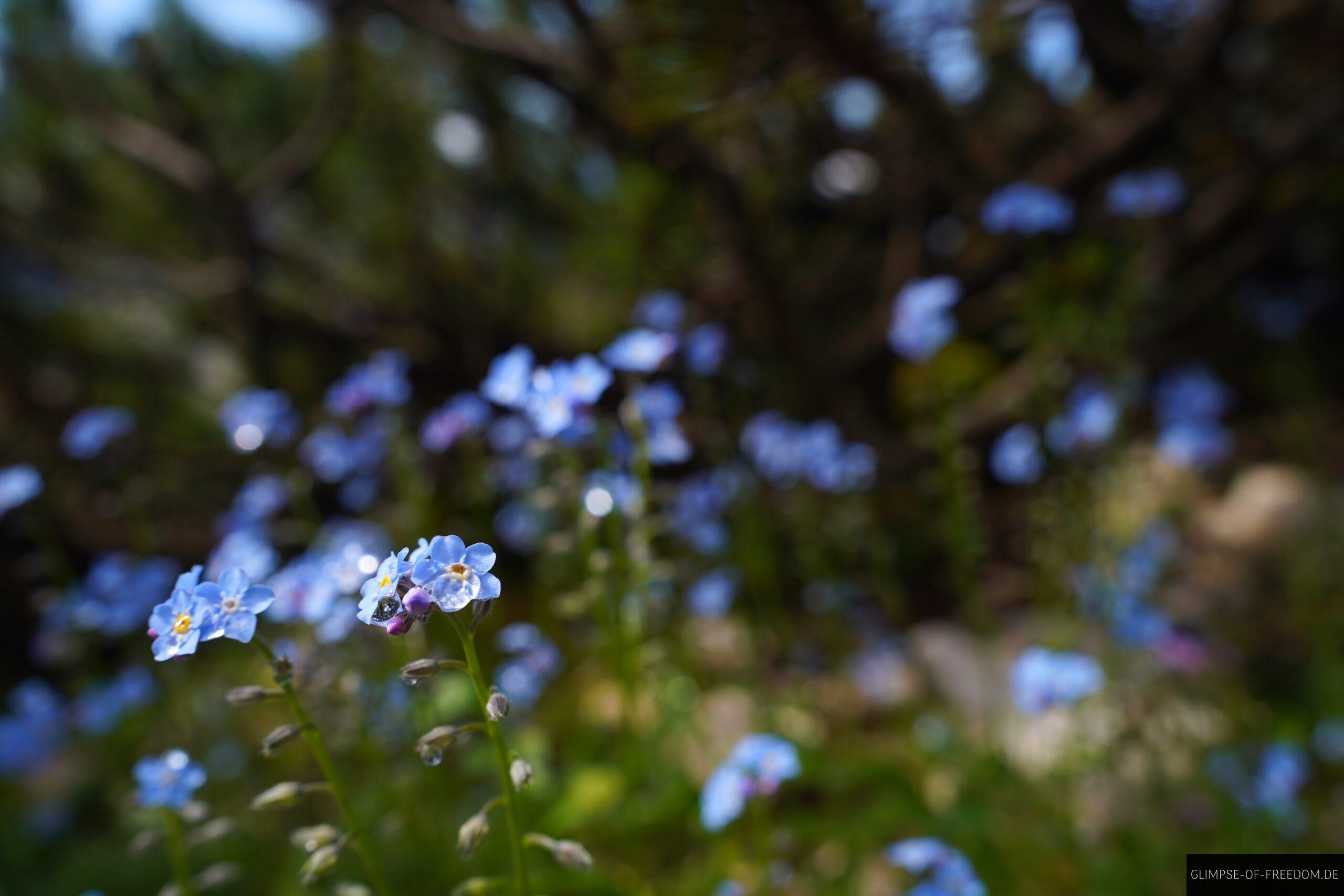 Wunderschoene Bergblumen scaled Wunderschöne Bergblumen