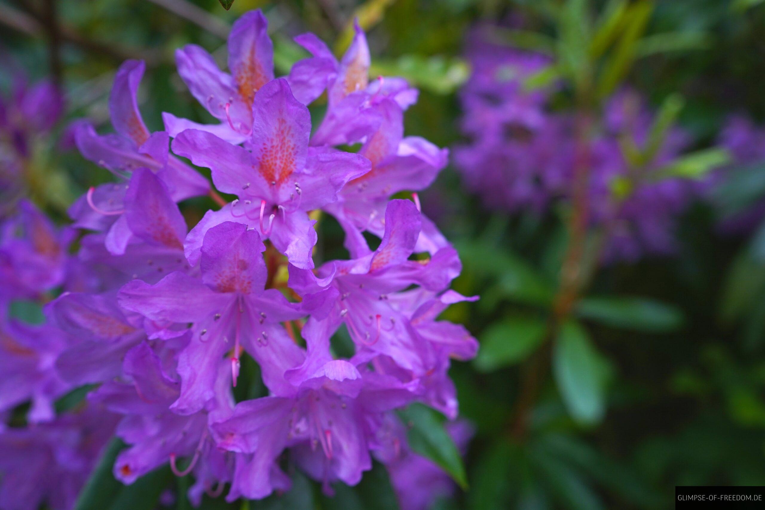 Wunderschoene Blumen am Aasleagh Falls scaled Wunderschöne Blumen am Aasleagh Falls