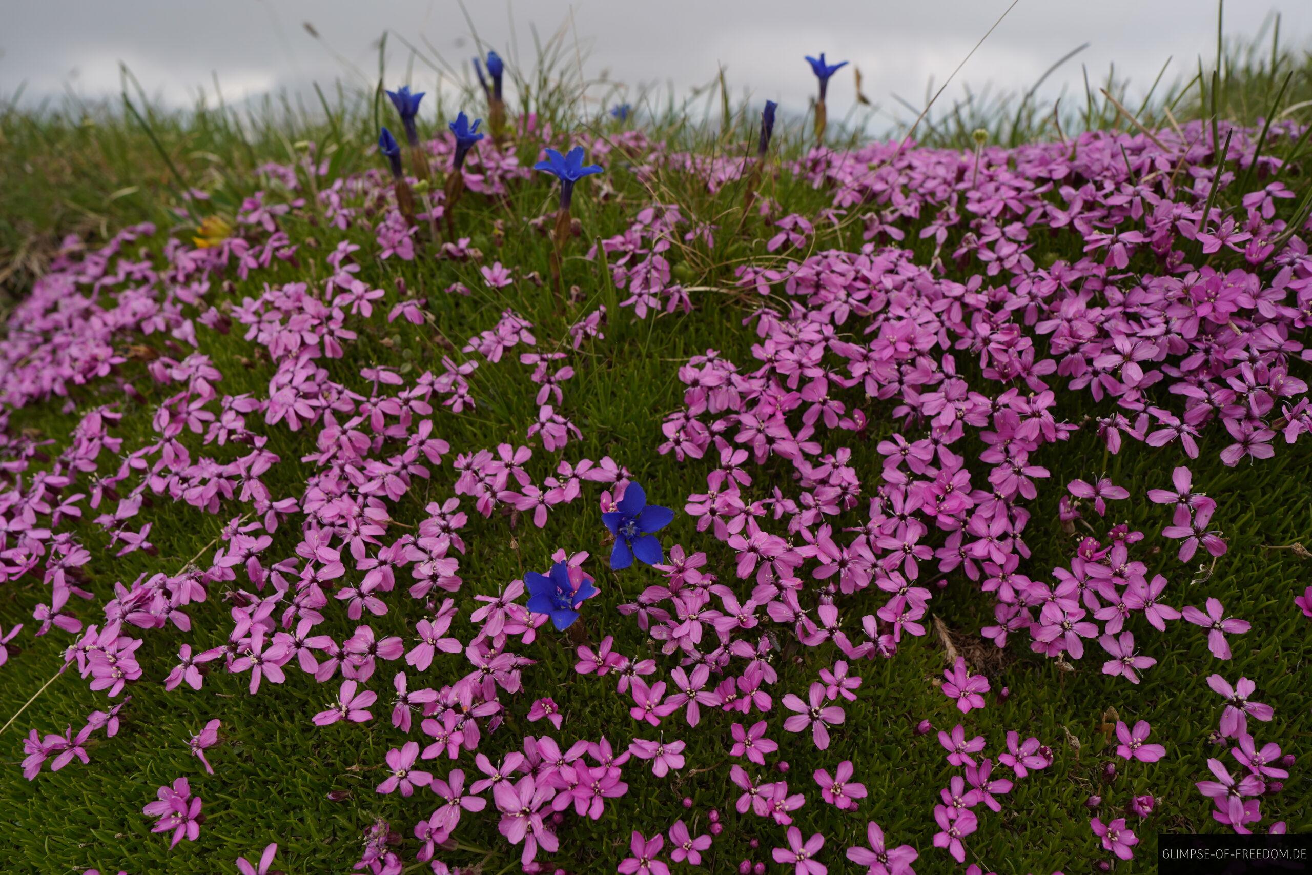 Wunderschoene Blumen am Fuerstin Gina Weg scaled Wunderschöne Blumen am Fürstin Gina Weg