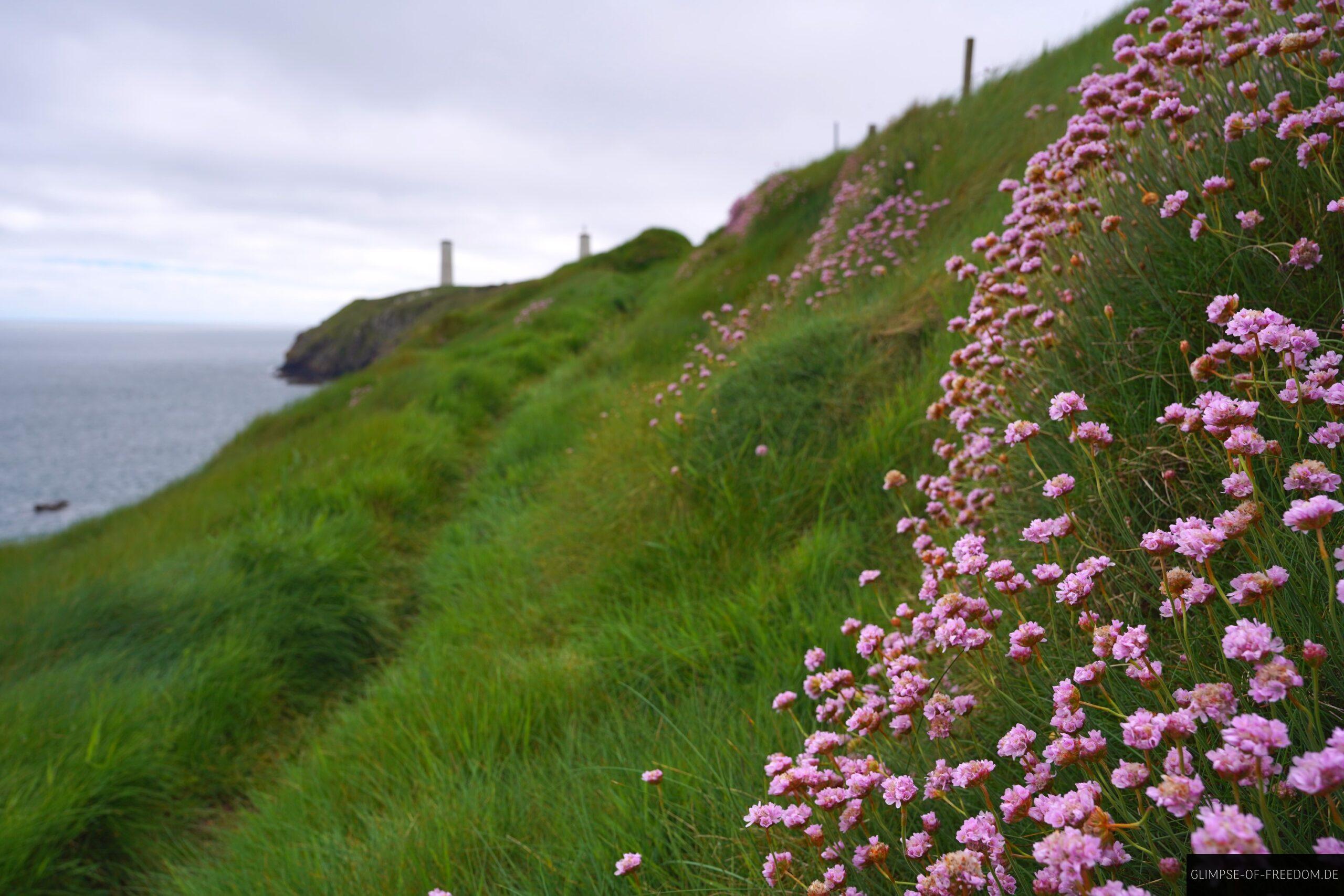 Wunderschoene Blumen am Metal Man Irland scaled Wunderschöne Blumen am Metal Man Irland