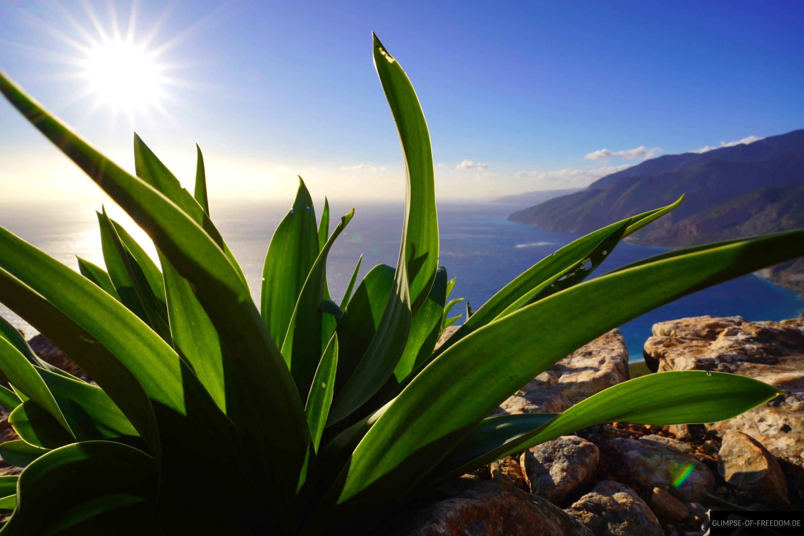 Wunderschoene Kretische Pflanzenwelt im Suedwesten der Insel scaled Wunderschöne Kretische Pflanzenwelt im Südwesten der Insel