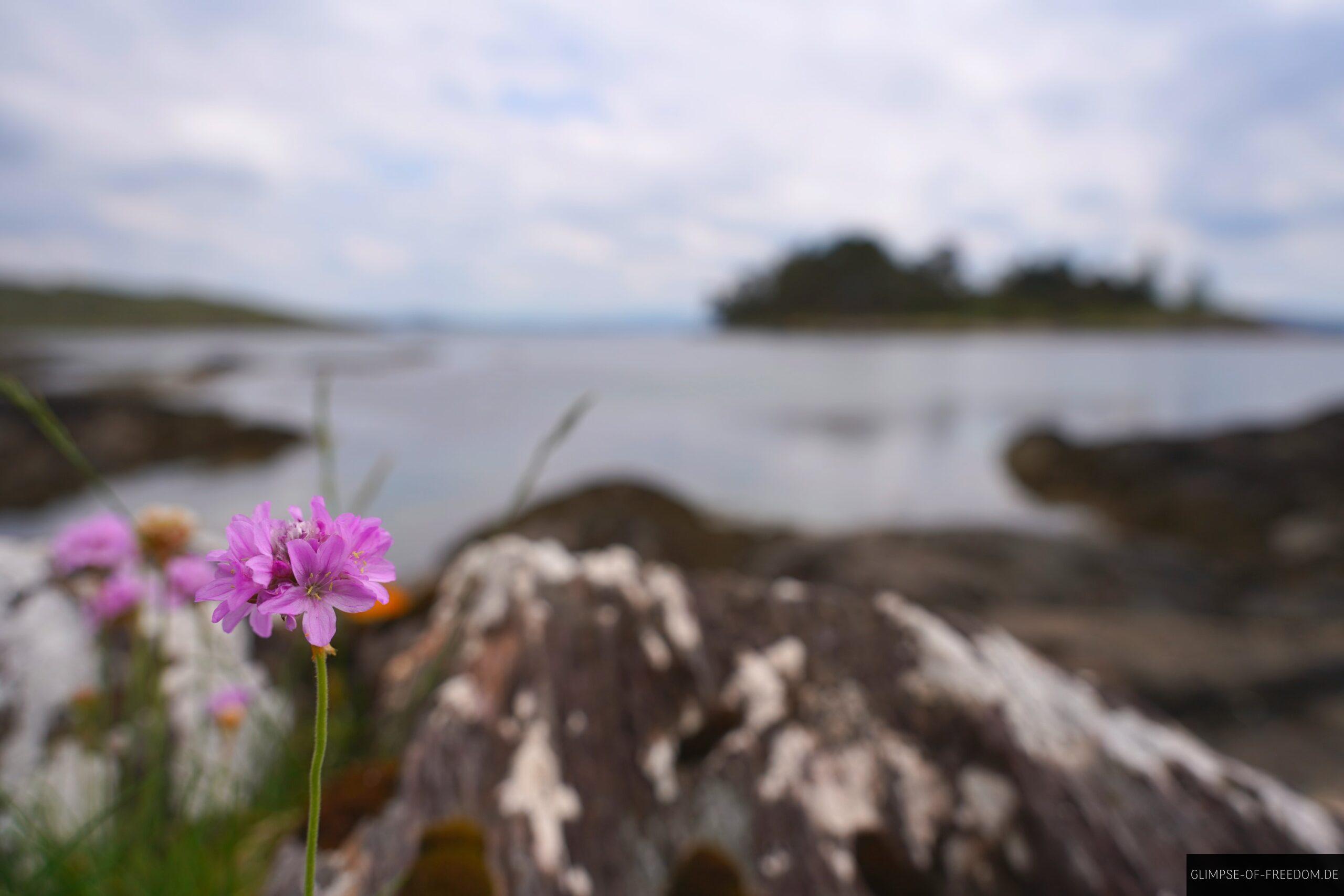Wunderschoene Natur am Zetland Pier scaled Wunderschöne Natur am Zetland Pier