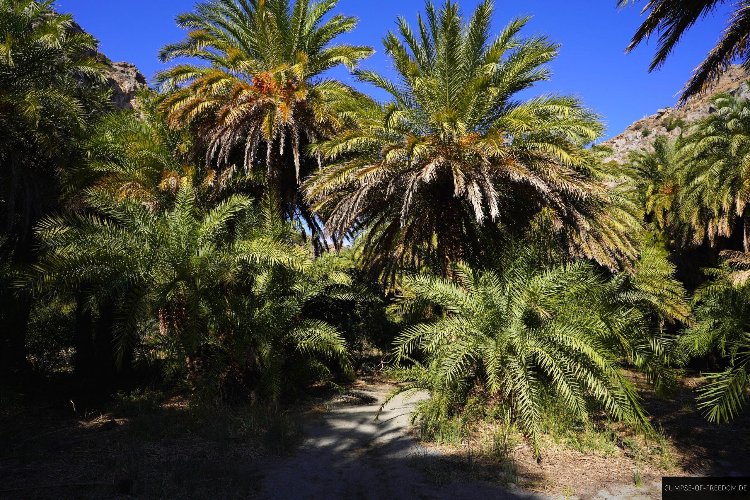 Wunderschoene Palmenlandschaft scaled Wunderschöne Palmenlandschaft