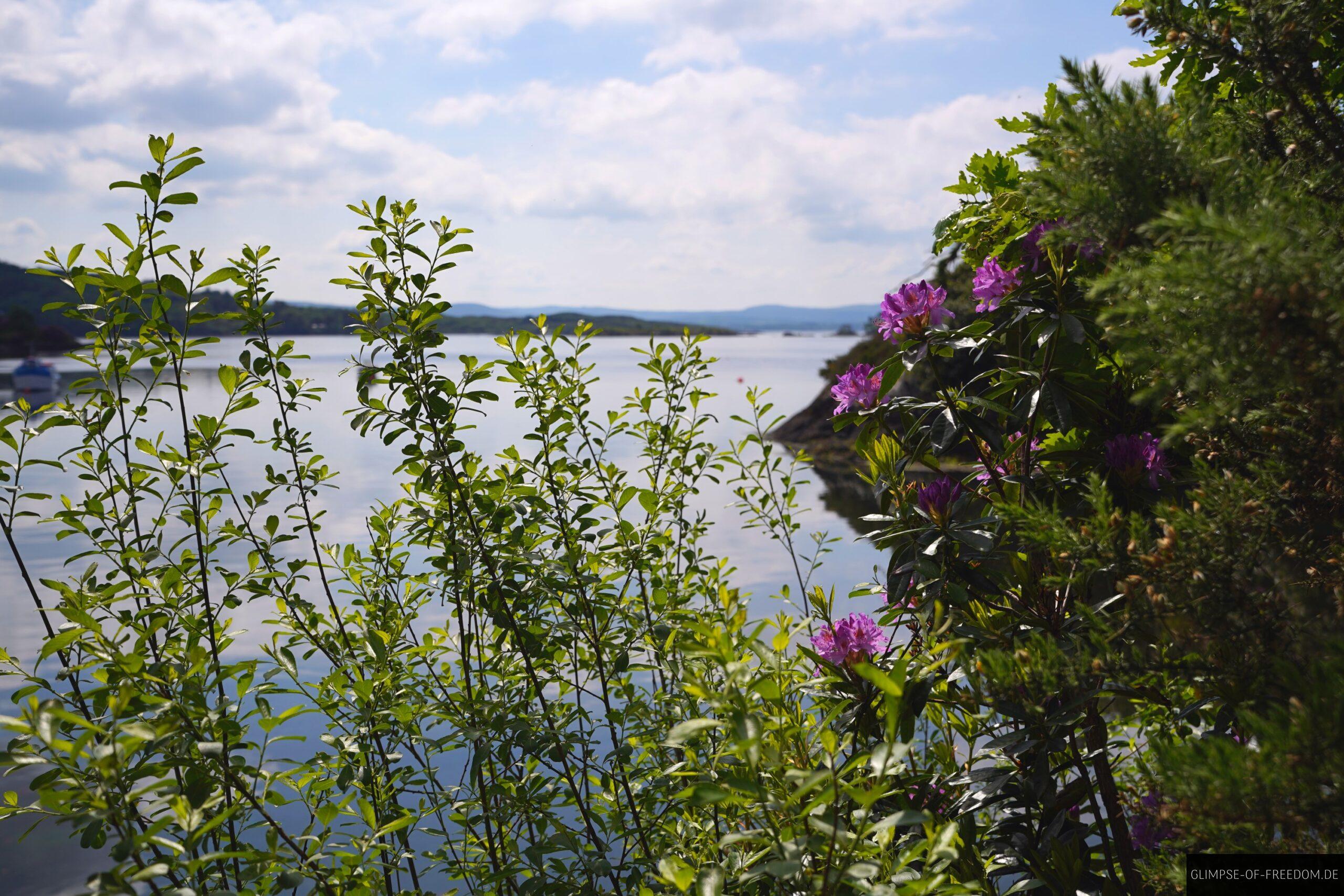 Wunderschoene Vegetation auf dem Coastal Woodland Walkway scaled Wunderschöne Vegetation auf dem Coastal Woodland Walkway