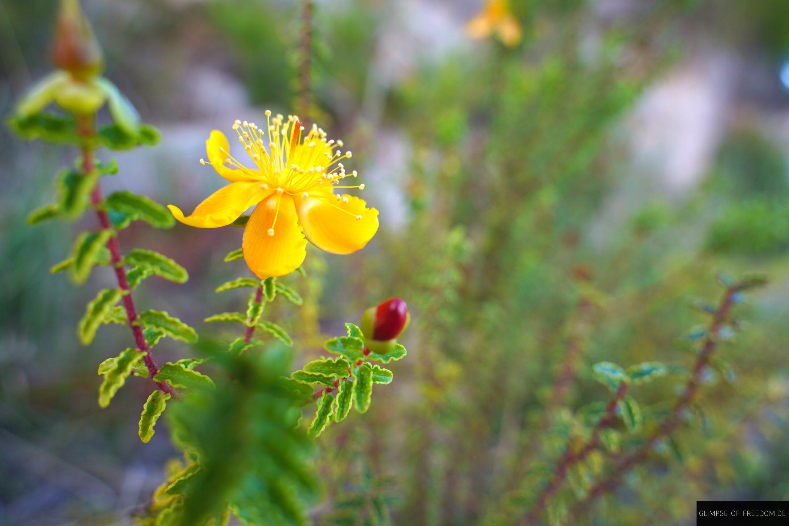 Wunderschoene gelbe Blume im Naturpark Mallorca scaled Wunderschöne gelbe Blume im Naturpark Mallorca