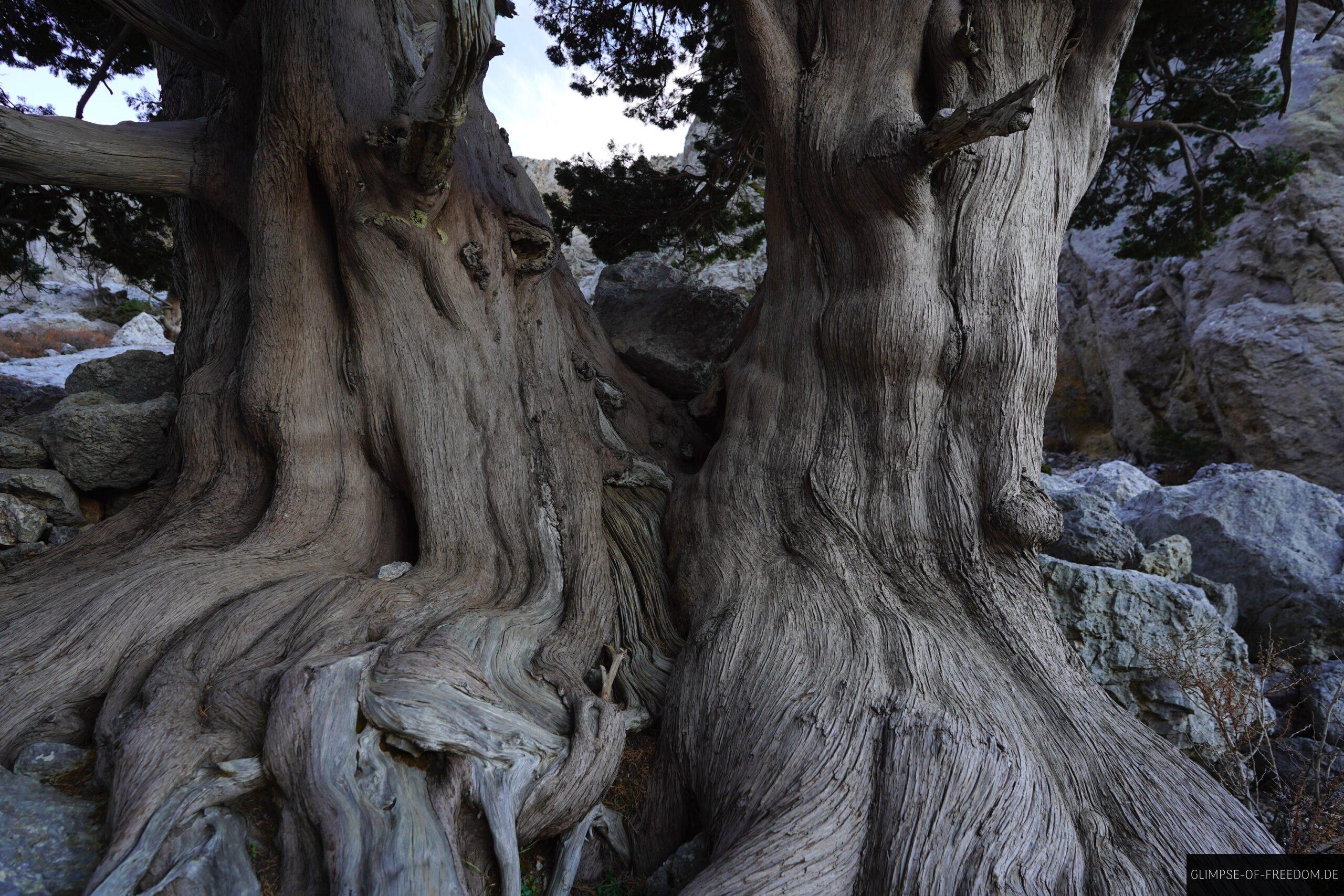 Wunderschoener Baum am Berg scaled Wunderschöner Baum am Berg