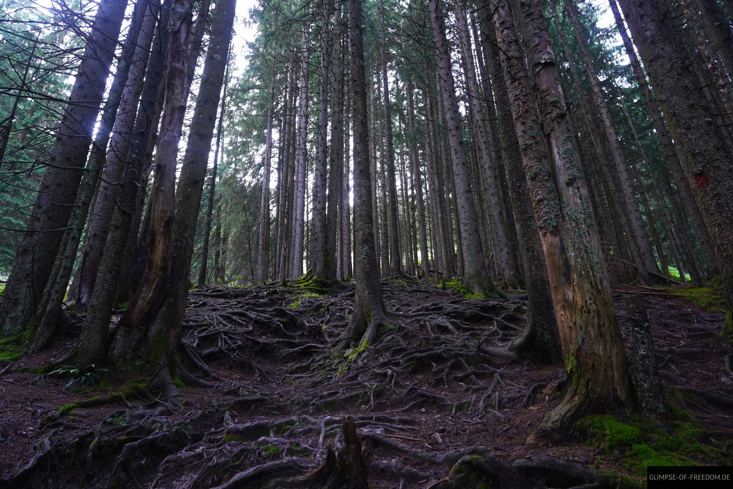Wunderschoener Wald im Allgaeu scaled Wunderschöner Wald im Allgäu