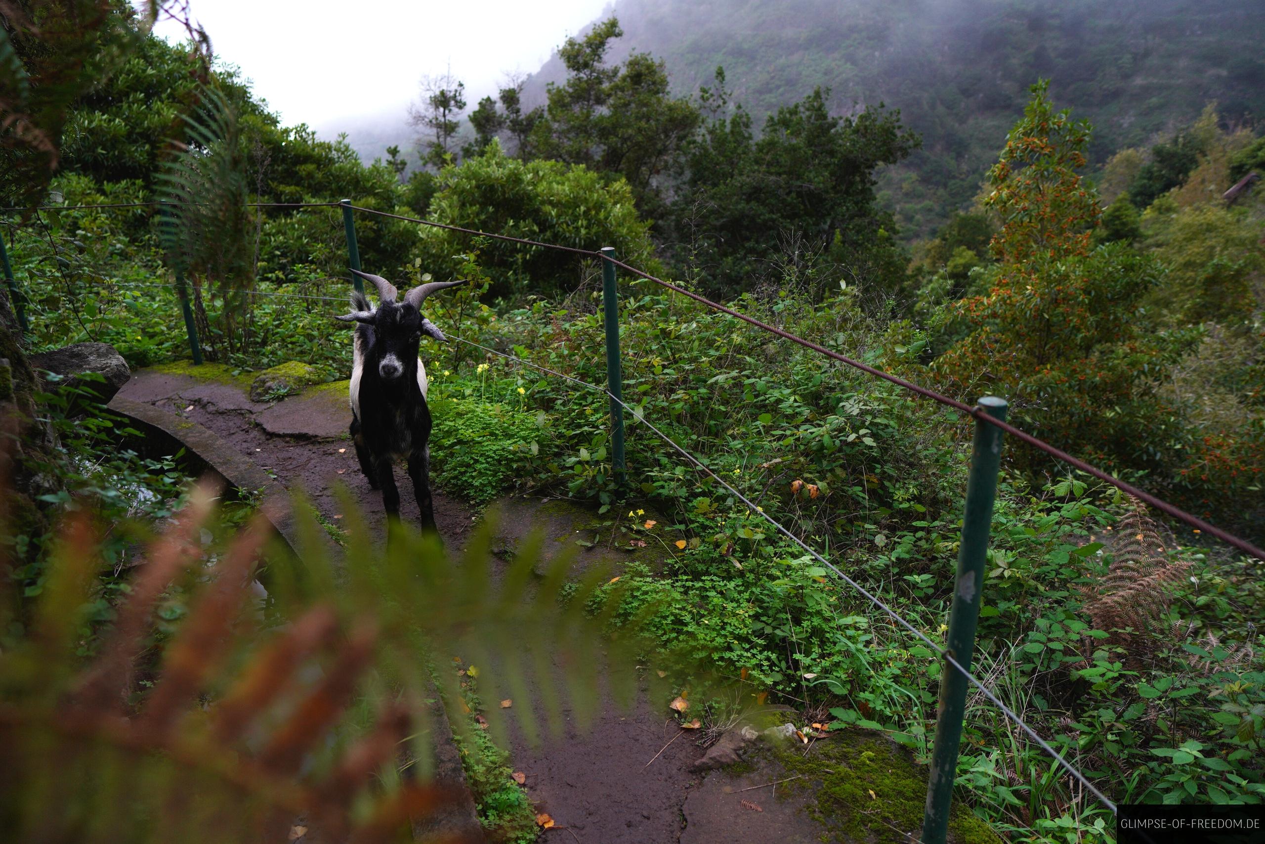 Ziege auf dem Levada do Moinho Weg Ziege auf dem Levada do Moinho Weg