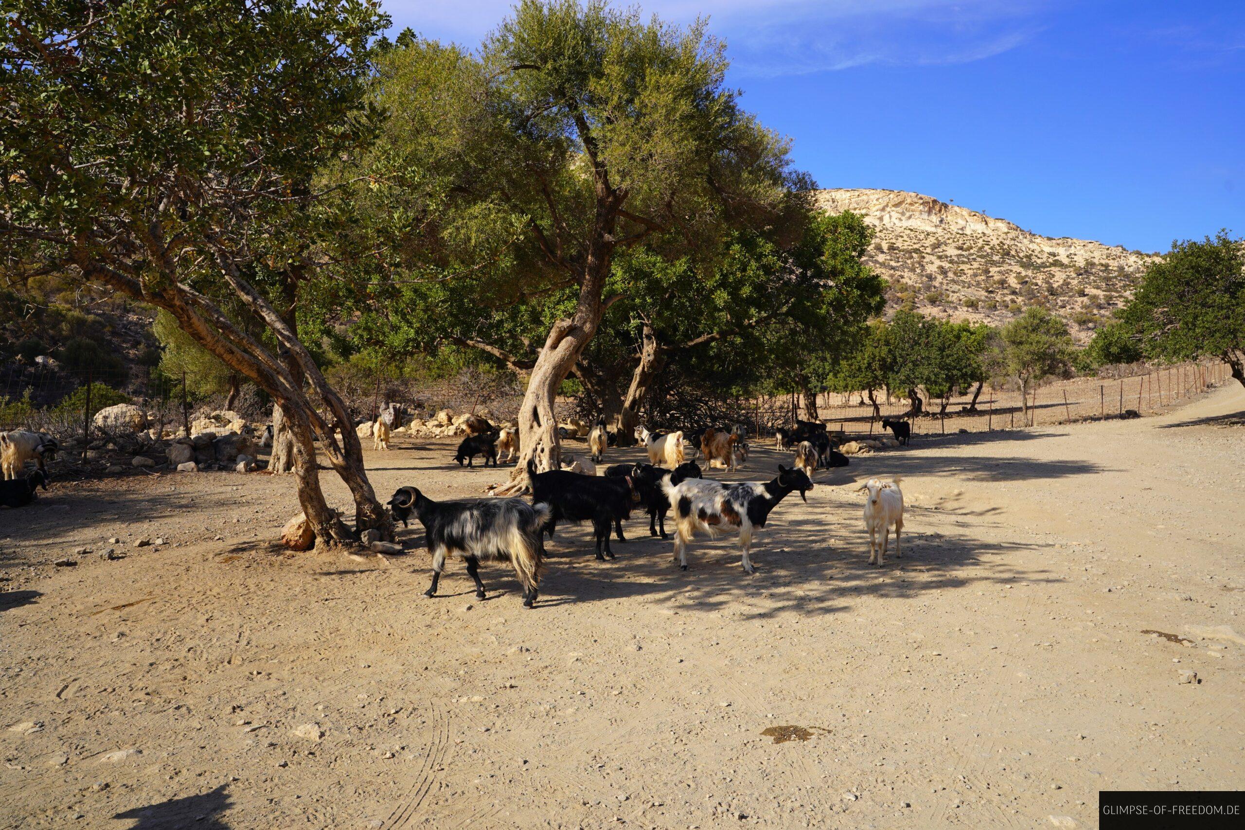 Ziegen am Agiofarago Parkplatz scaled Ziegen am Agiofarago Parkplatz