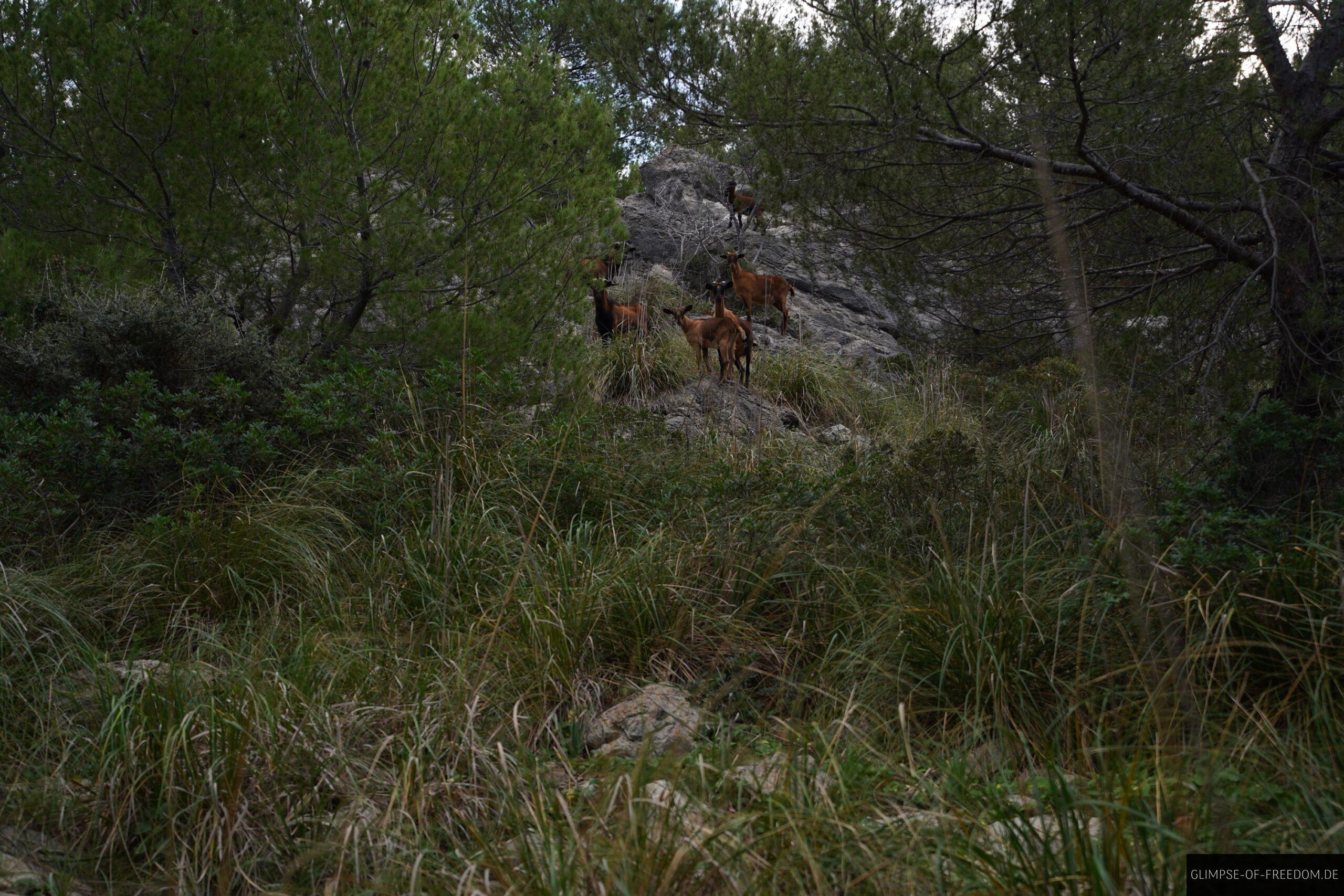 Ziegen an der Kueste Mallorcas scaled Ziegen an der Küste Mallorcas