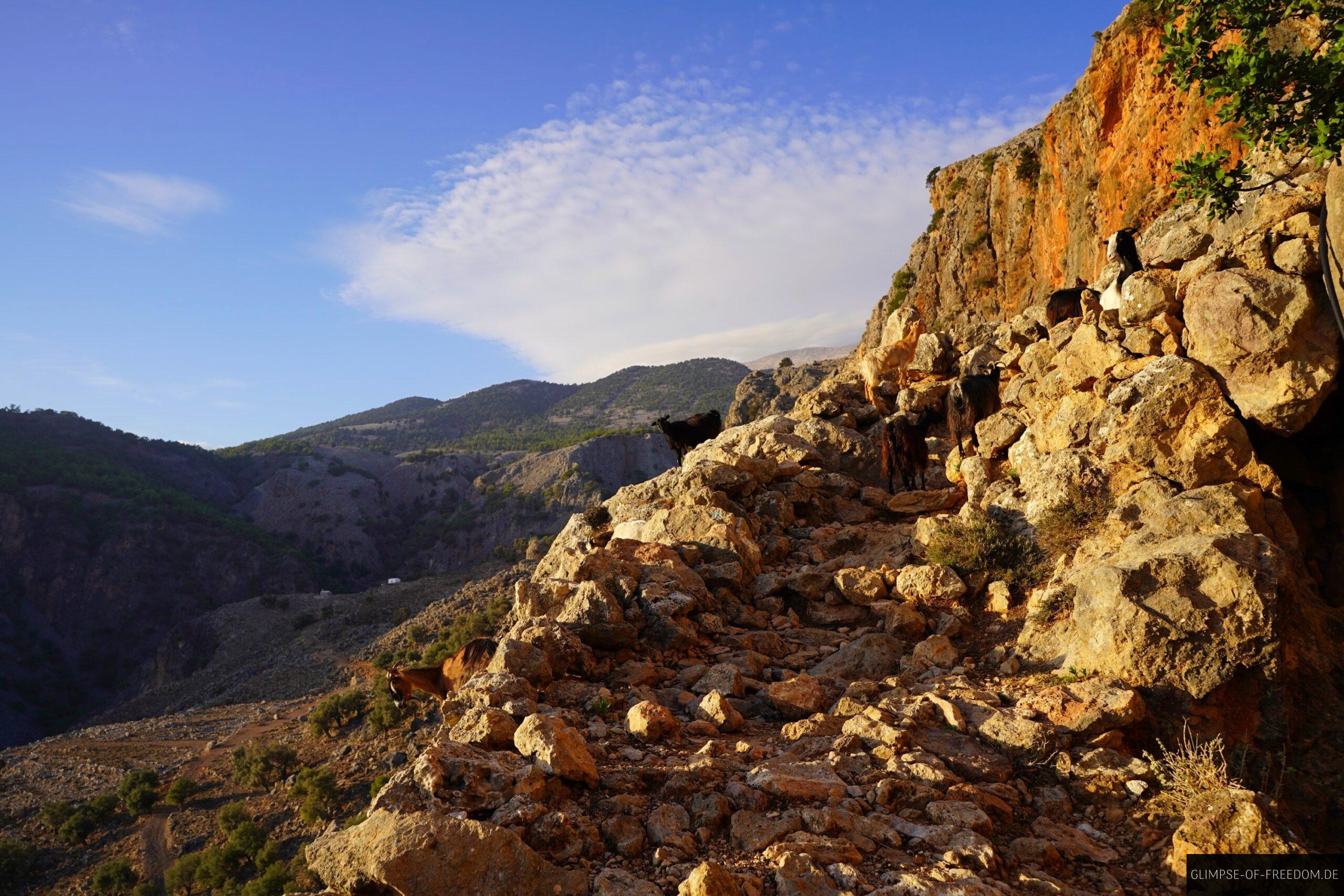Ziegen auf dem Wanderweg scaled Ziegen auf dem Wanderweg