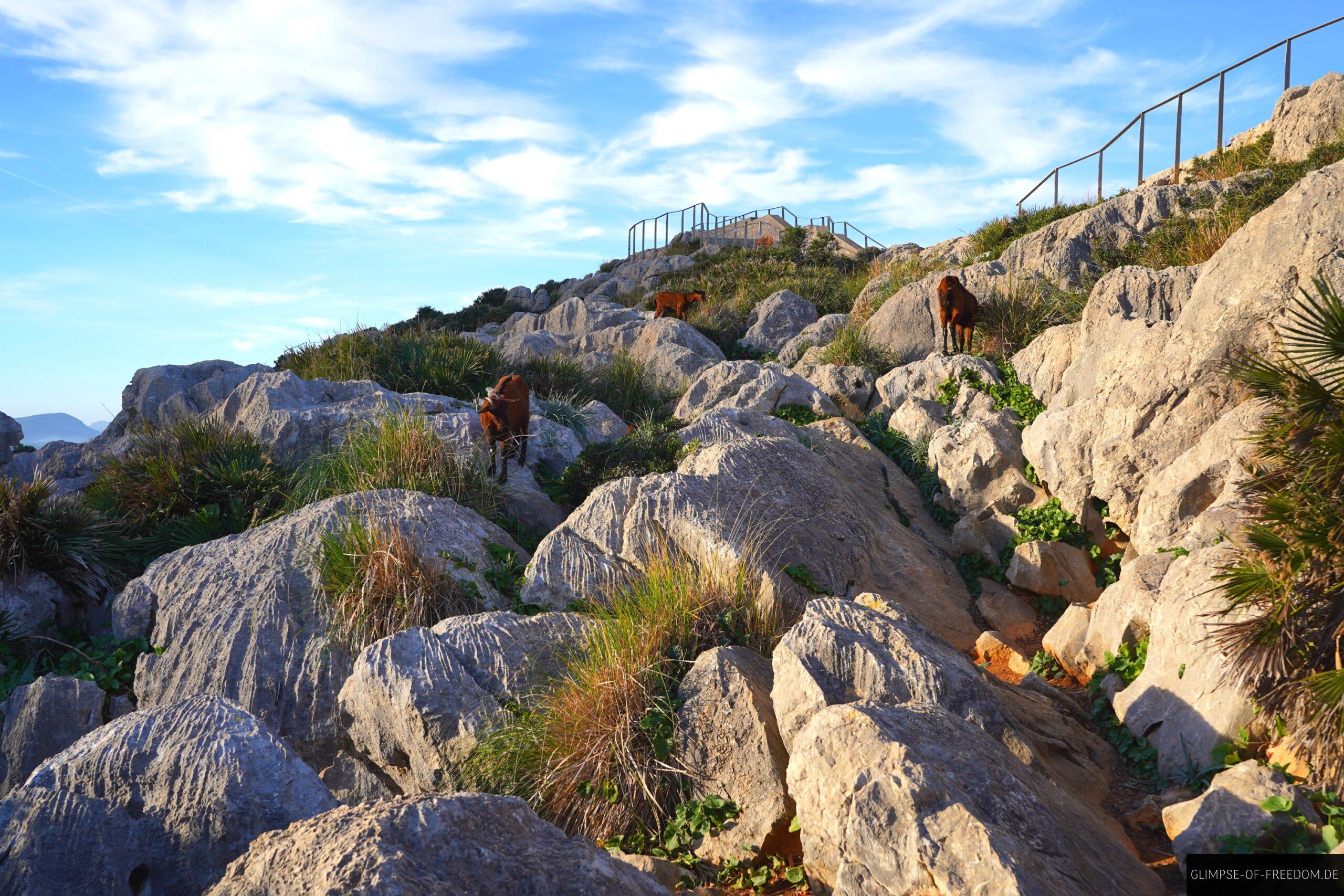 Ziegen auf den Felsen am Mirador es Colomer scaled Ziegen auf den Felsen am Mirador es Colomer