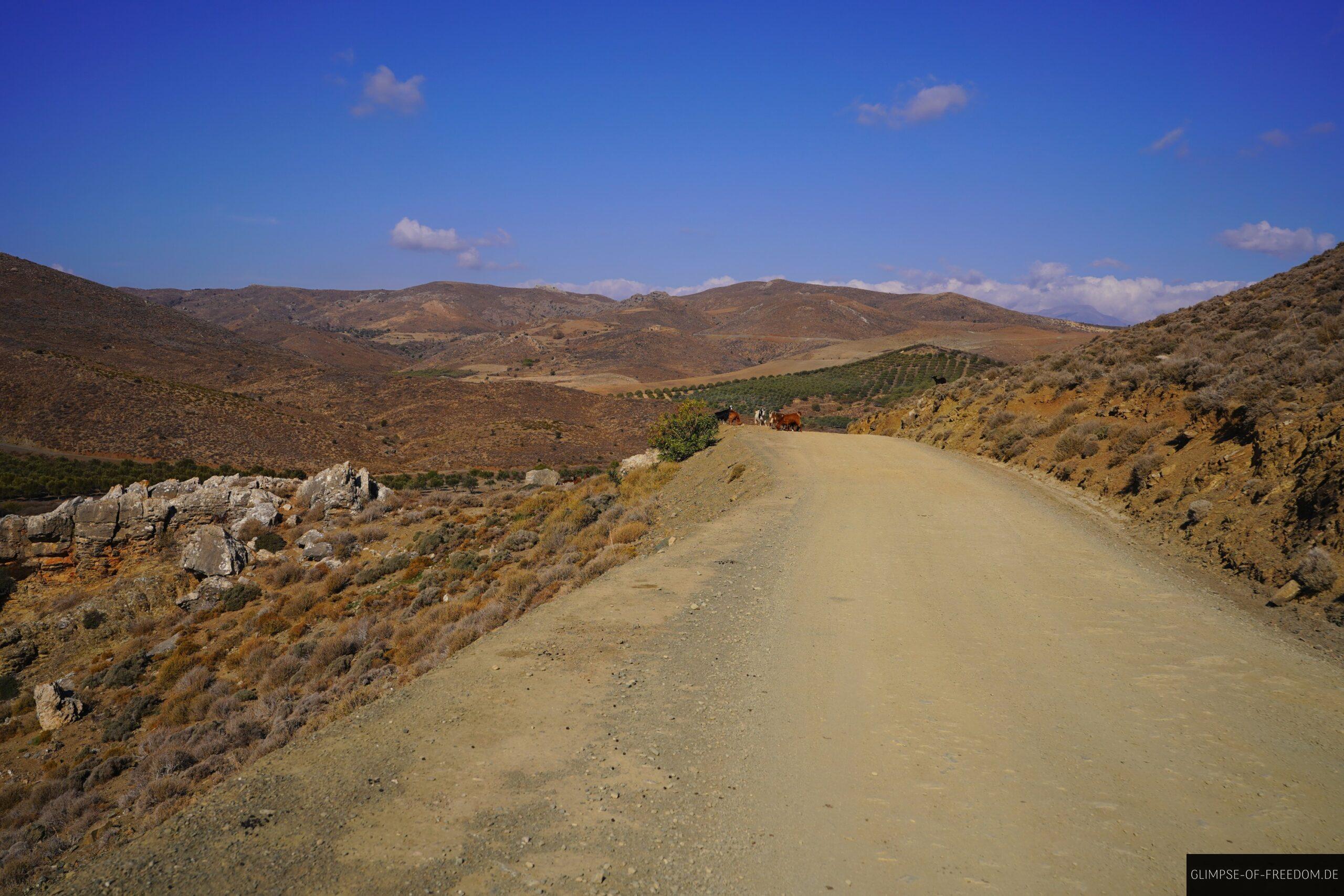 Ziegen auf der Schotterstrasse scaled Ziegen auf der Schotterstraße