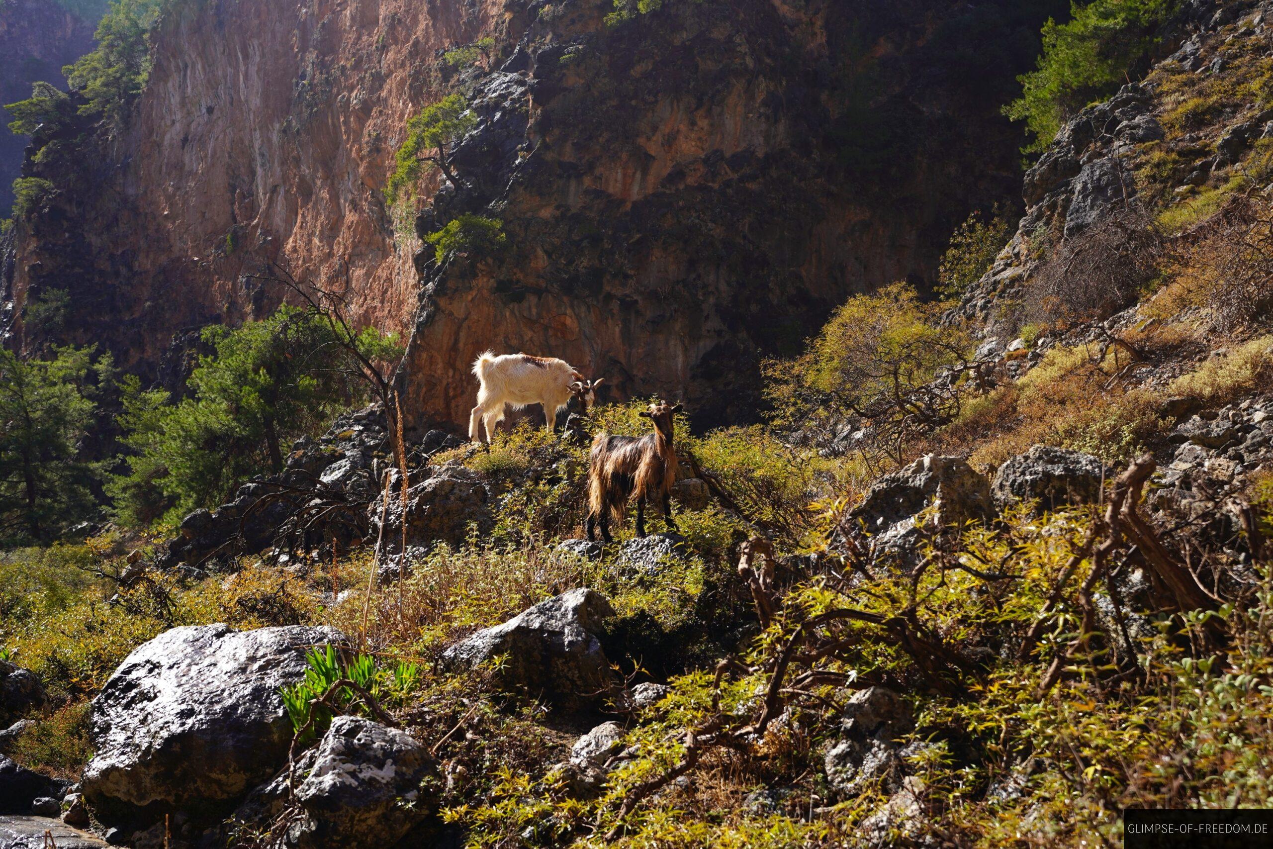 Ziegen im Regen in der Aradena Schlucht scaled Ziegen im Regen in der Aradena Schlucht