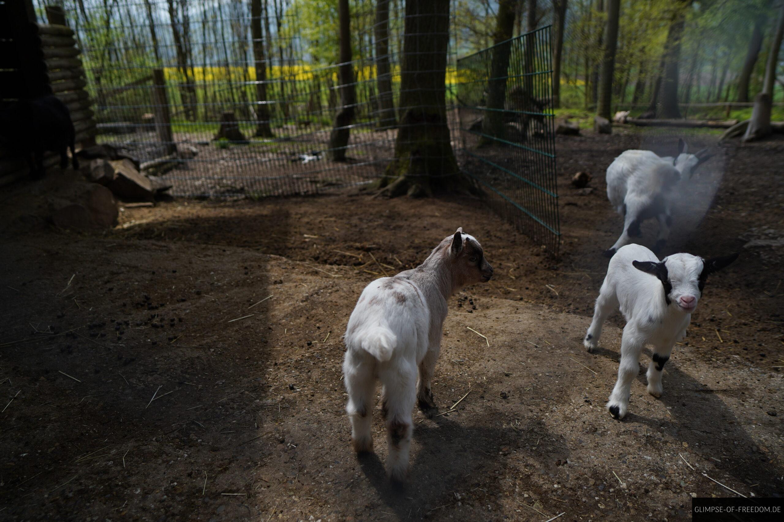 Ziegen im Wildpark am Edersee scaled Ziegen im Wildpark am Edersee