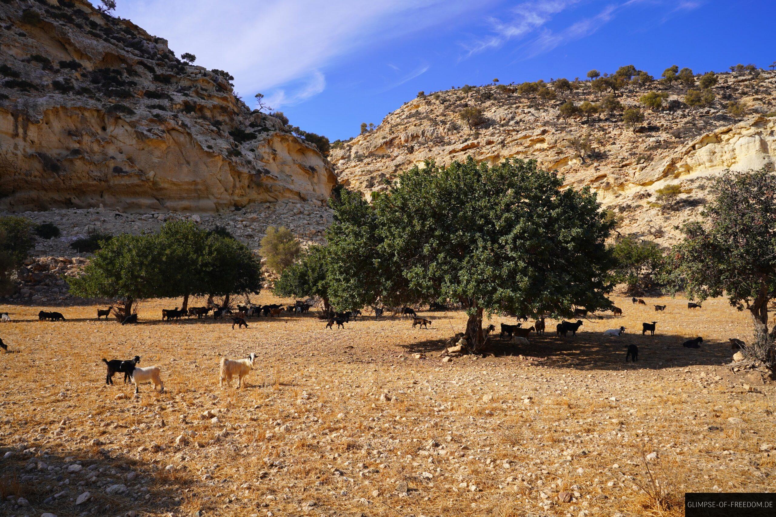 Ziegen inmitten der Kretischen Natur scaled Ziegen inmitten der Kretischen Natur