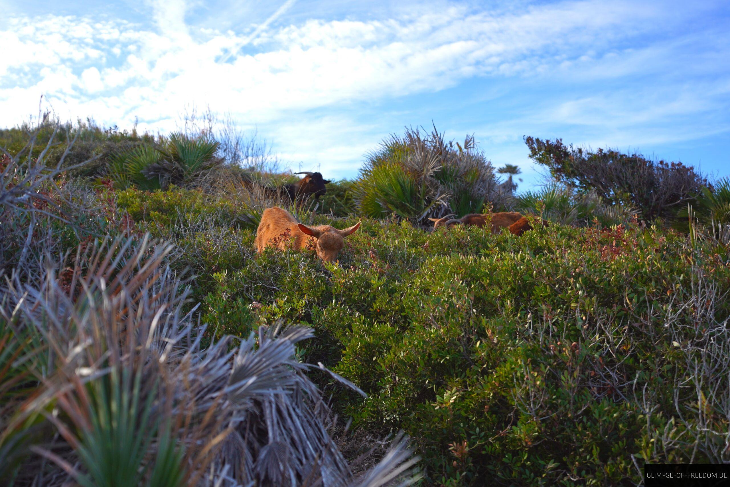 Ziegen inmitten der lebhaften Vegetation auf Mallorca scaled Ziegen inmitten der lebhaften Vegetation auf Mallorca