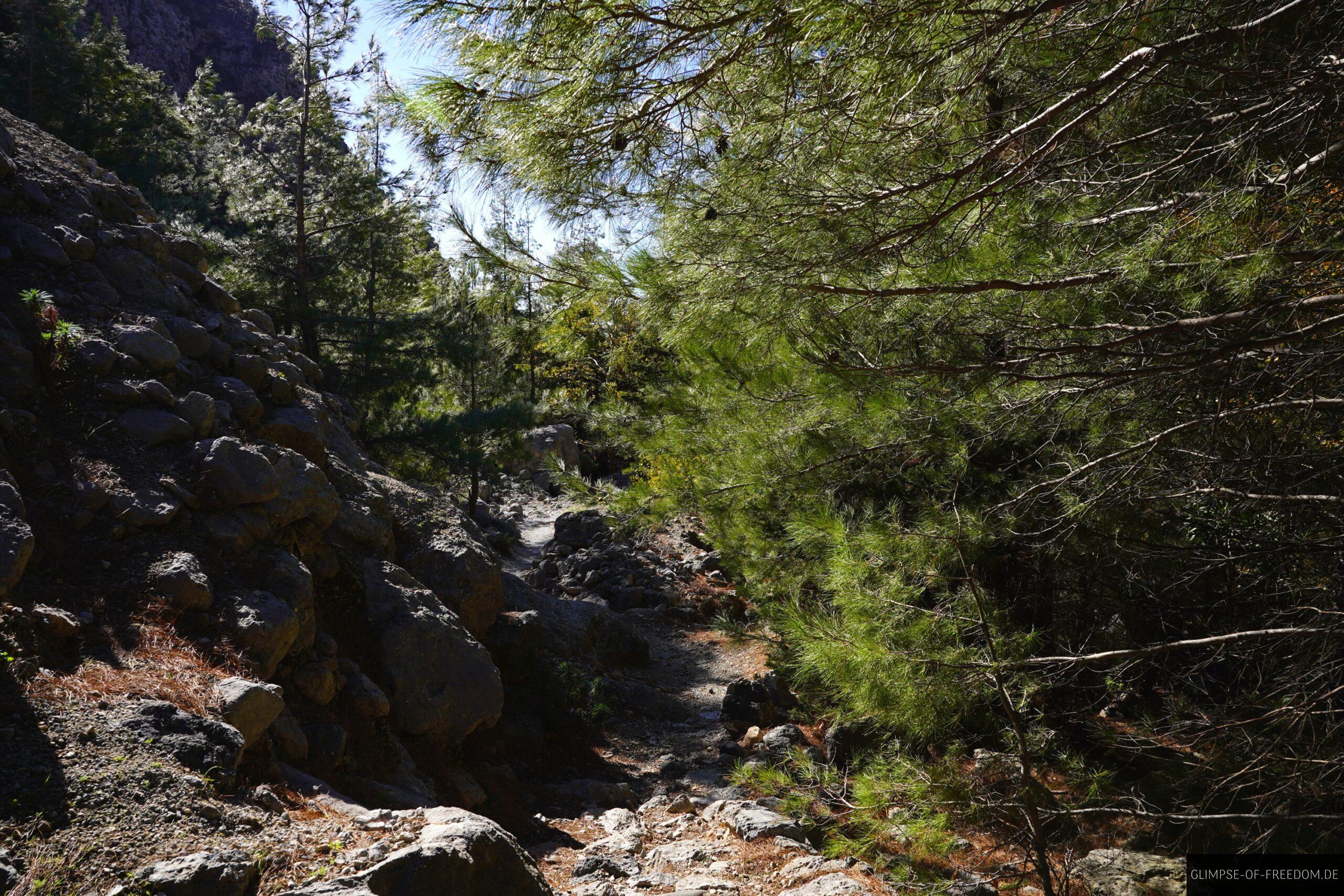 Zwischen Felsen und Nadelbaeumen scaled Zwischen Felsen und Nadelbäumen