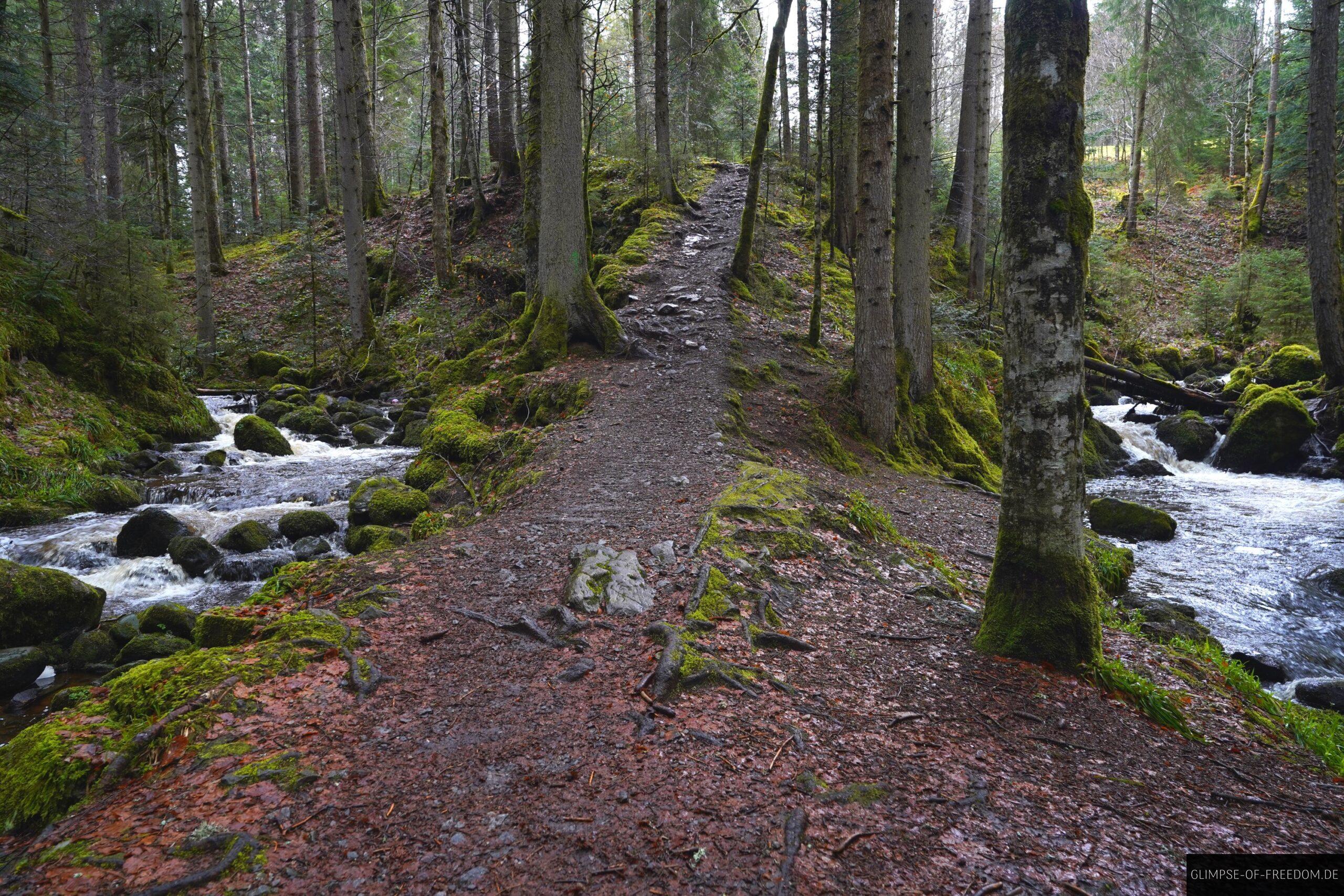 Zwischen Jungholzbaechle und Oedenbach scaled Zwischen Jungholzbächle und Ödenbach