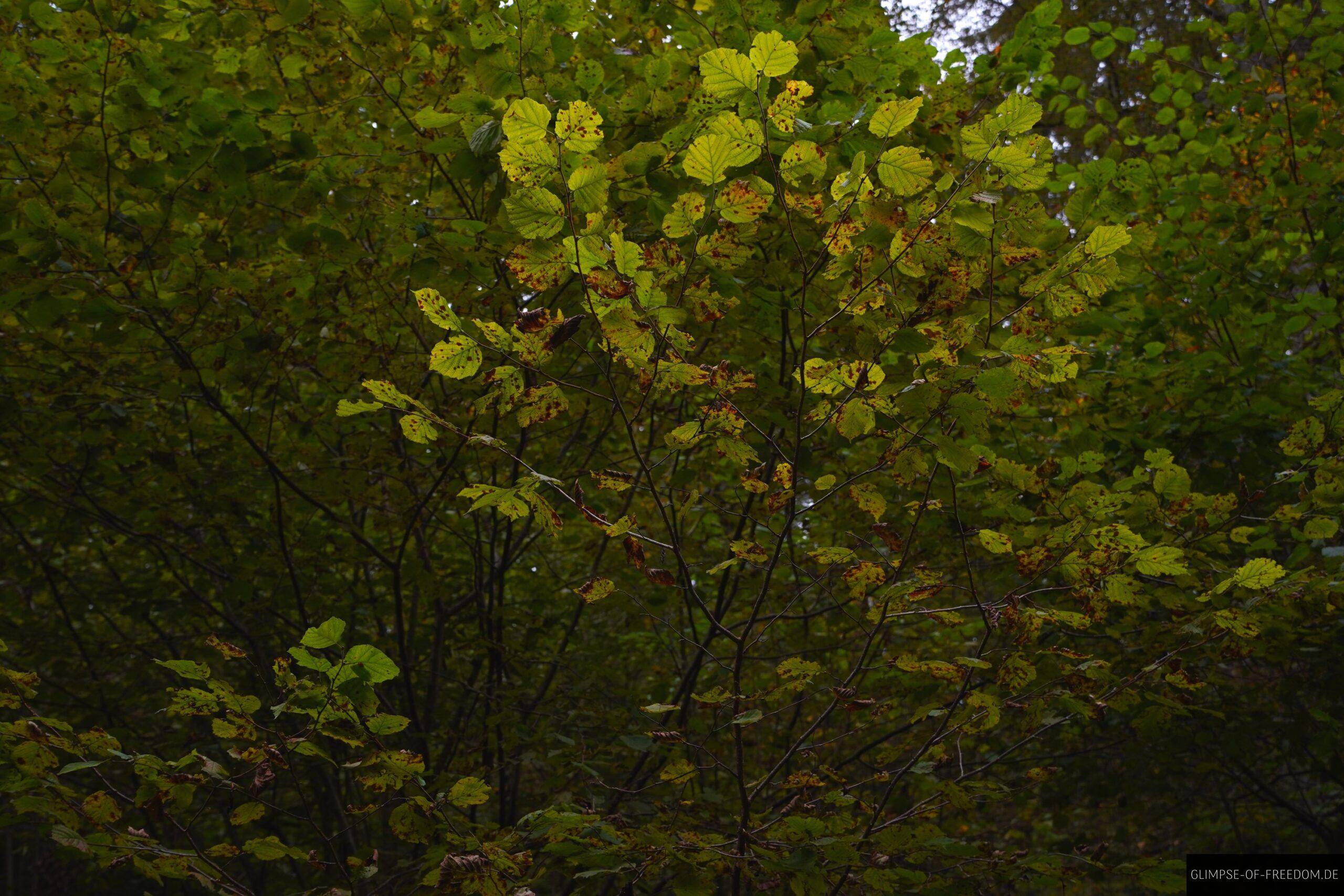 Zwischen Sommer und Herbst scaled Zwischen Sommer und Herbst