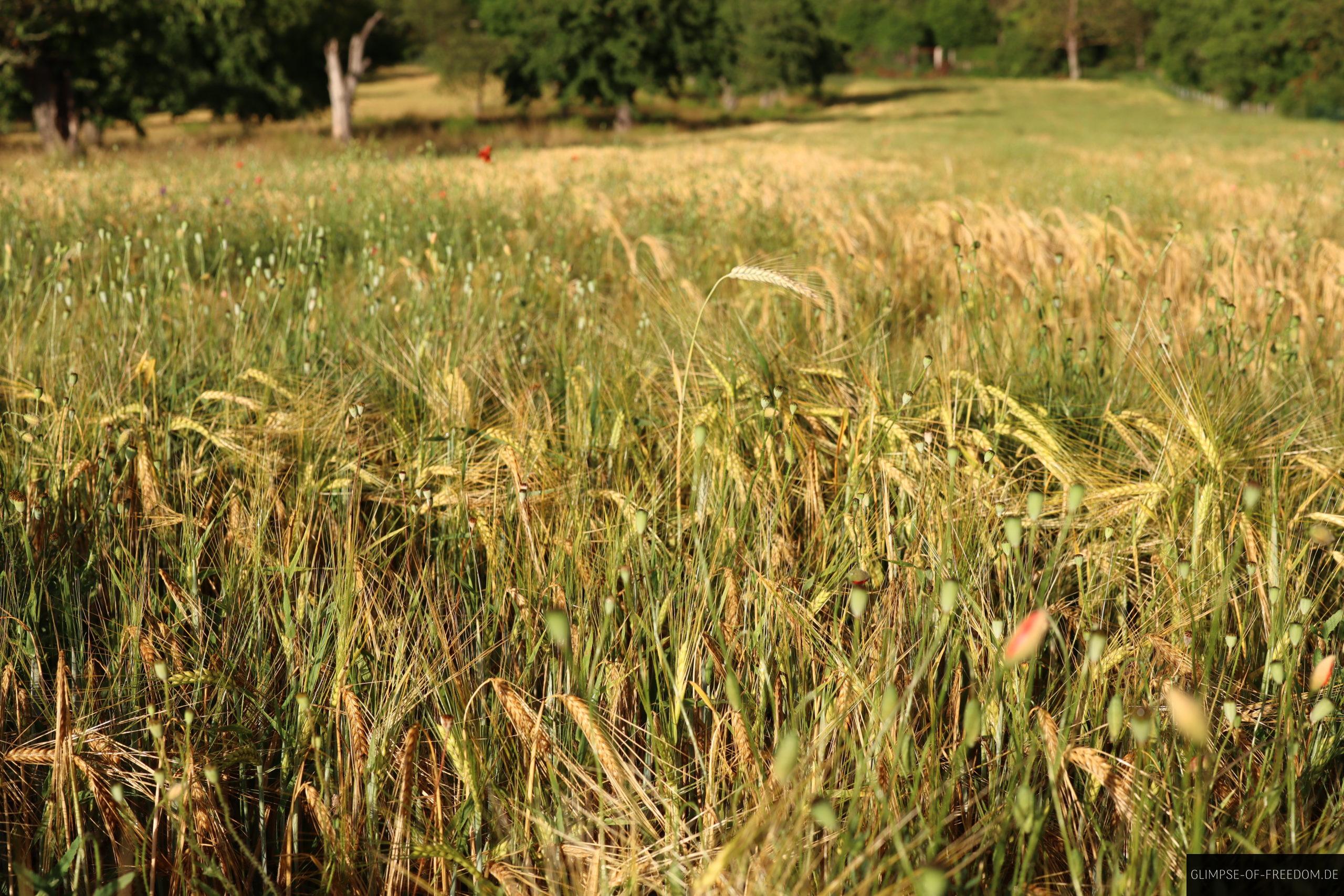 an der bergstrasse getreide scaled 1 an der bergstrasse getreide scaled