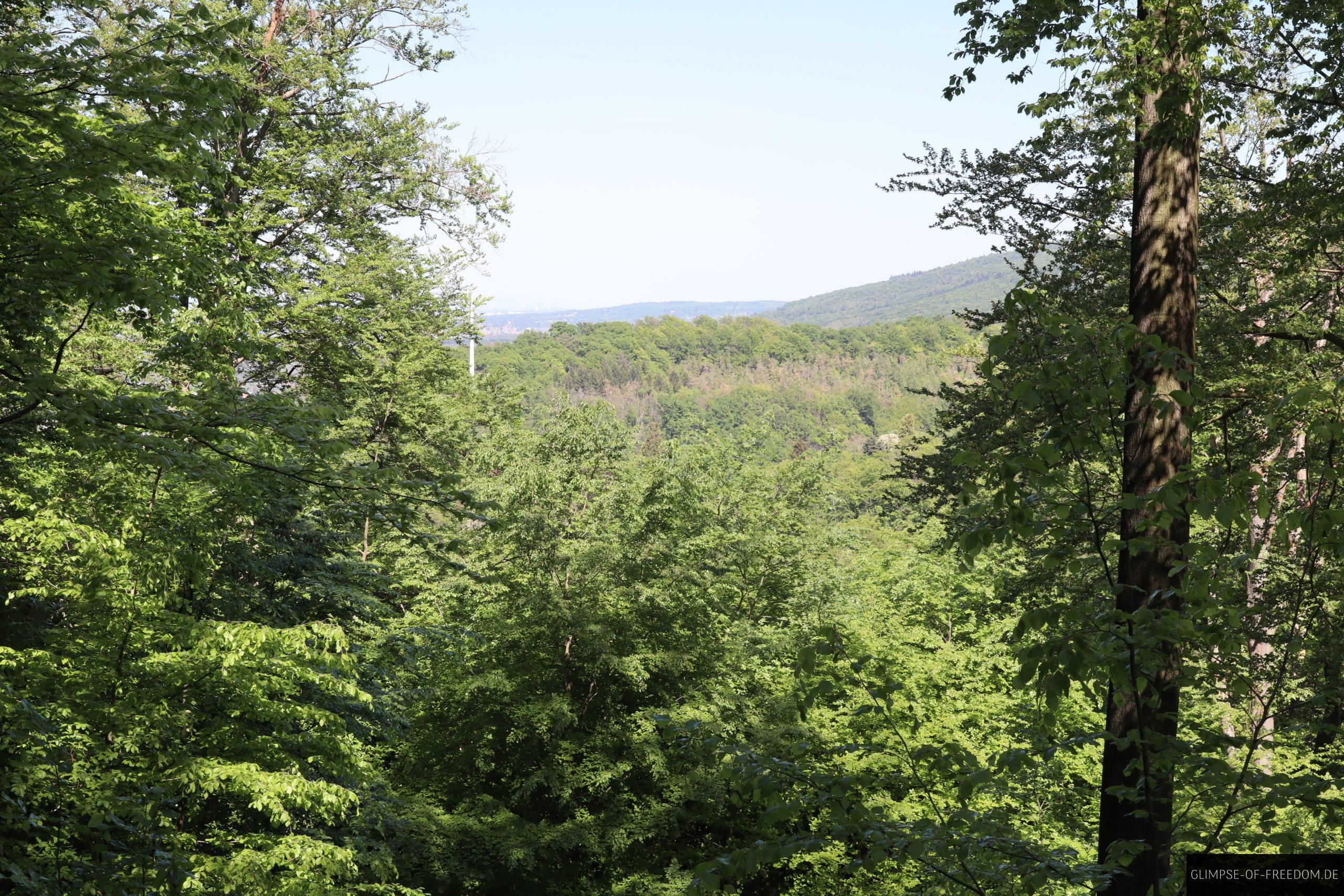 ausblick zwischen den baeumen scaled 1 ausblick zwischen den baeumen scaled