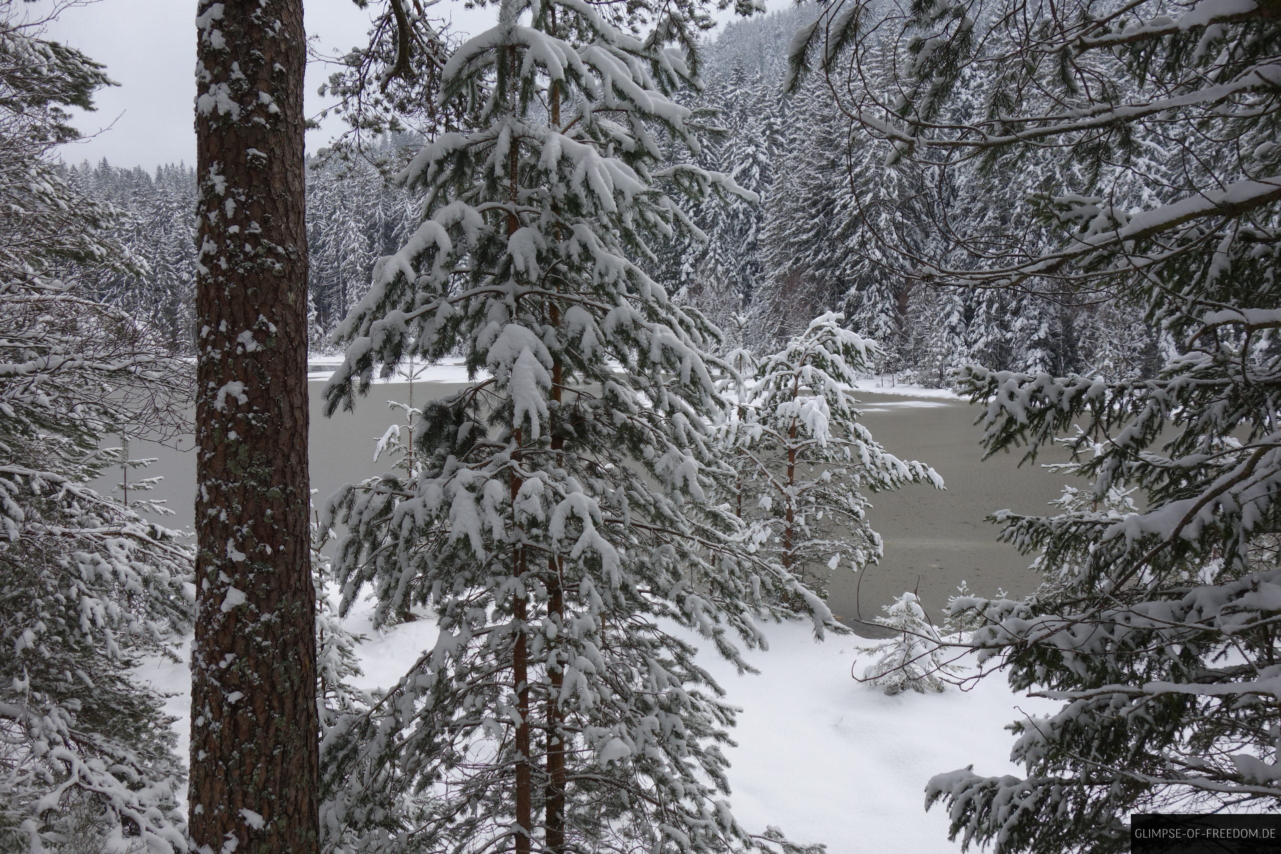 baum im schnee am see scaled 1 baum im schnee am see scaled
