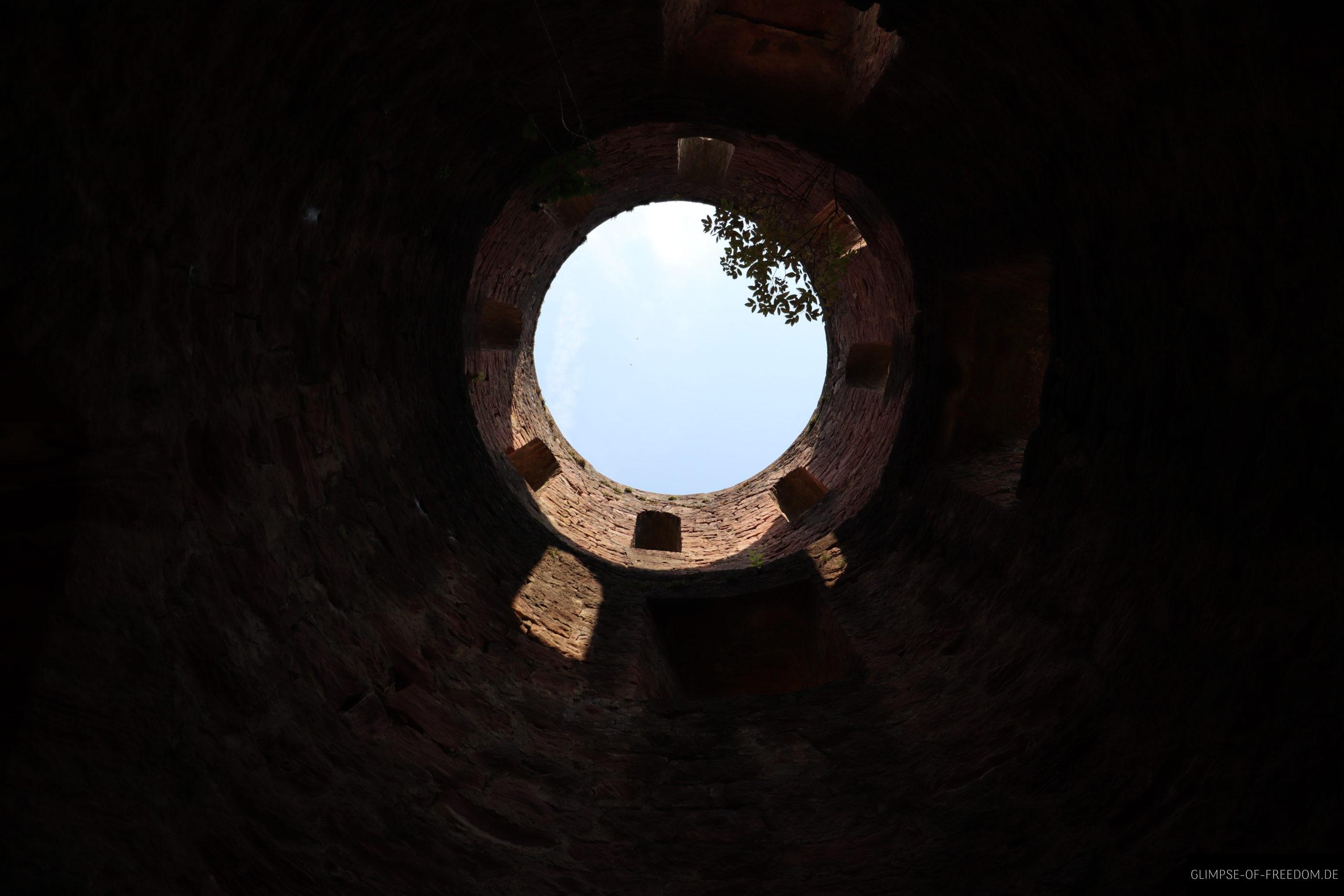 blick nach oben im bergried schadeck scaled 1 blick nach oben im bergried schadeck scaled