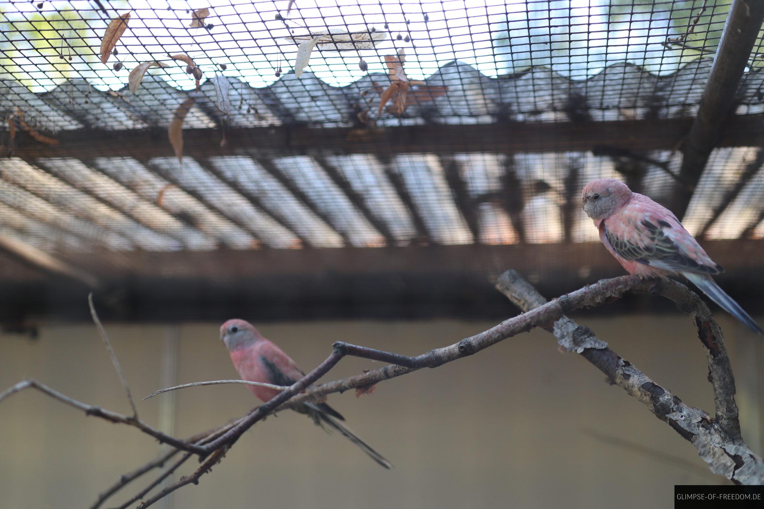 bourke sittich im vogelpark eggstein leopoldshafen scaled 1 bourke sittich im vogelpark eggstein leopoldshafen scaled