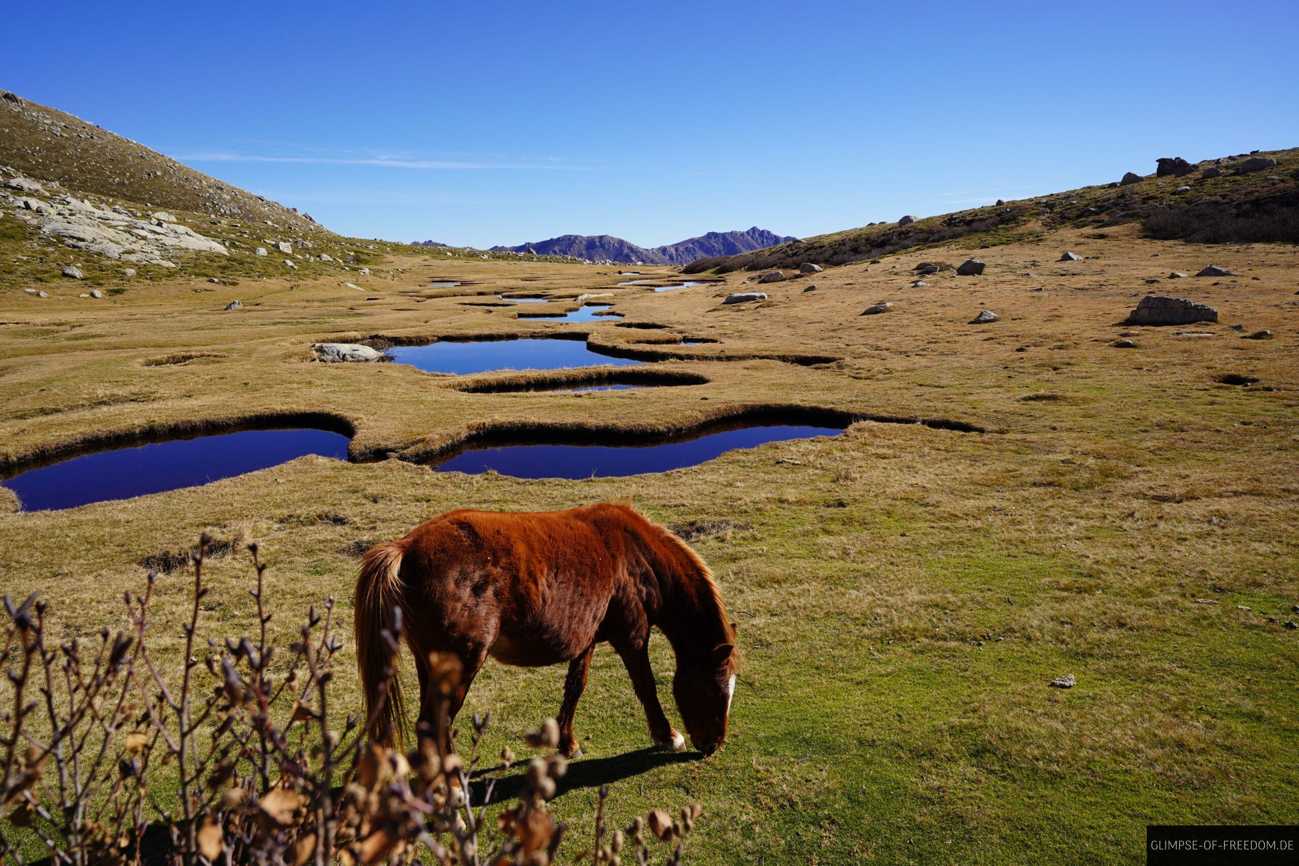 braunes pferd moorwiese pozzi korsika scaled Braunes Pferd grast auf Moorwiese in Pozzi, Korsika. Bergpanorama im Hintergrund.