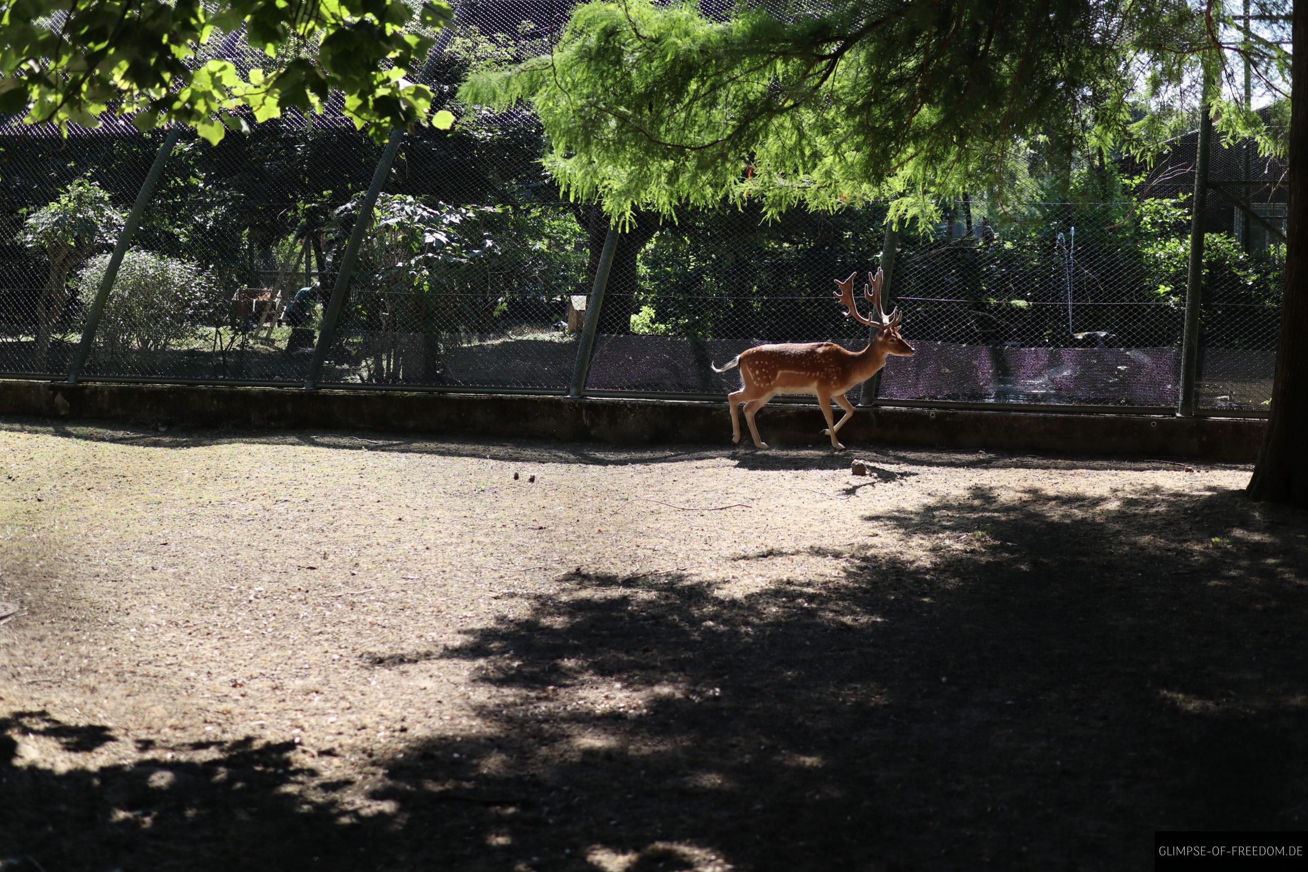 damwild hirsch scaled 1 damwild hirsch scaled