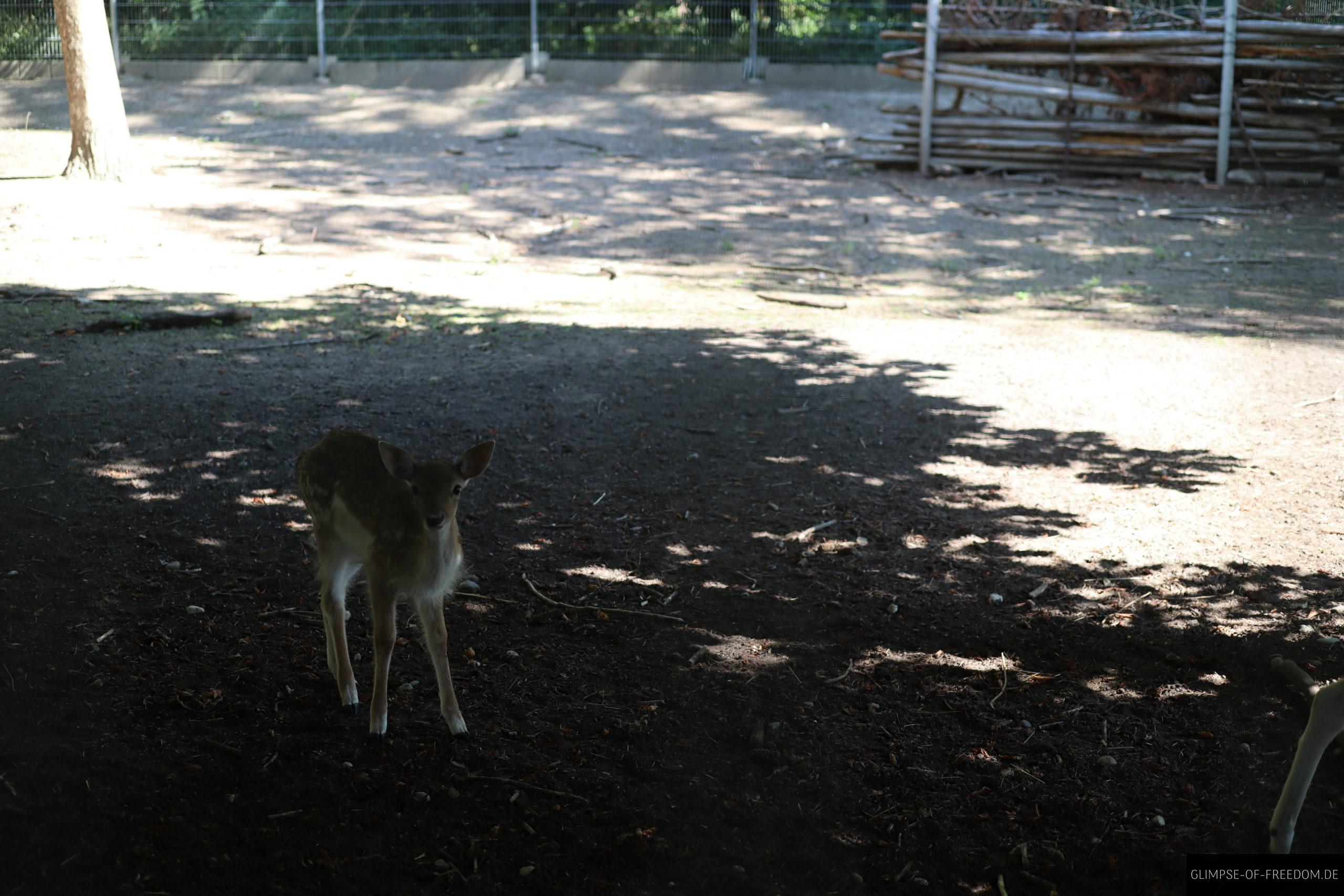 damwild rehkitz scaled 1 damwild rehkitz scaled